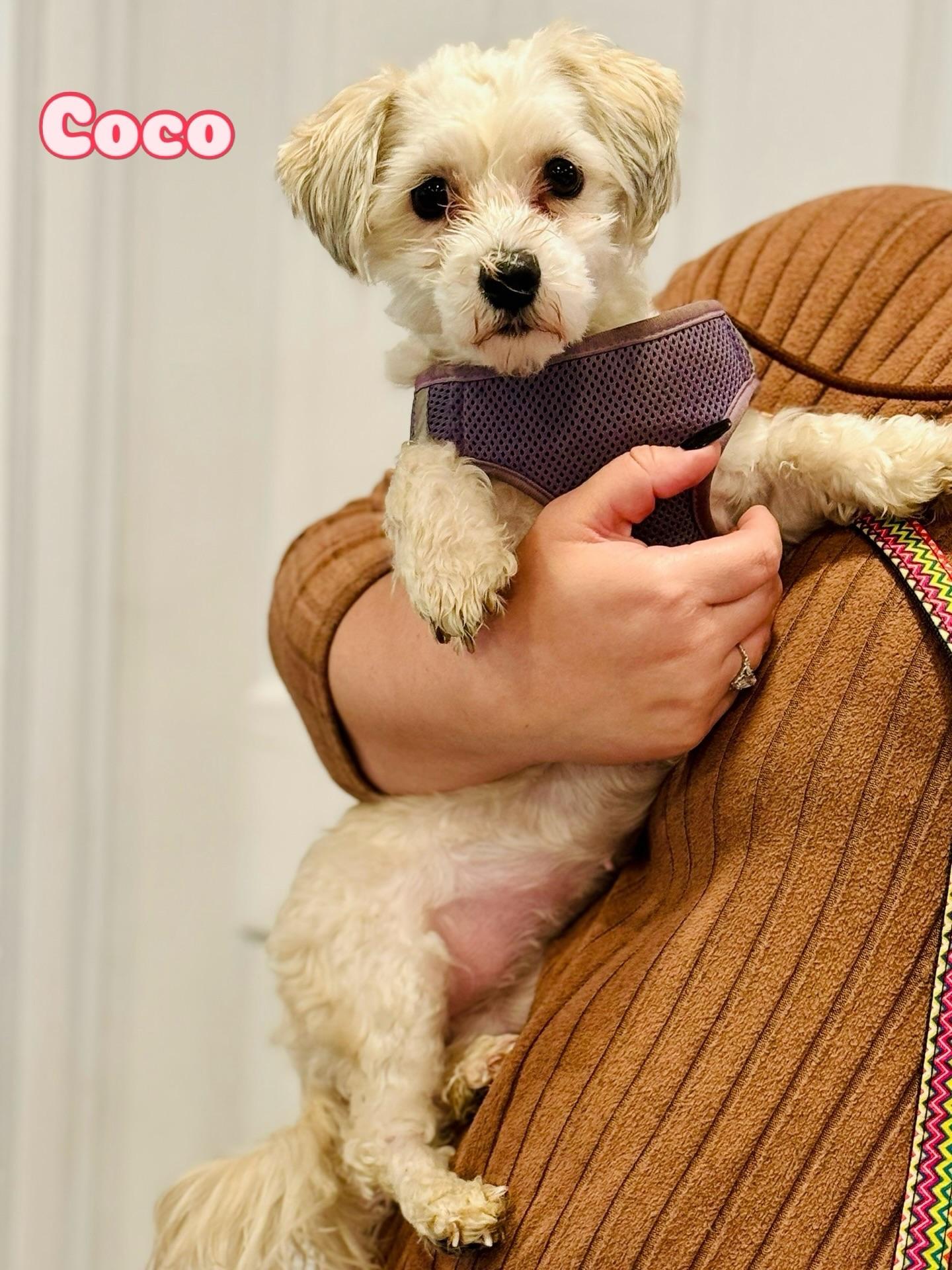 Enlarge Coco , an adopted Havanese in Rock Hill, NY image 4/5