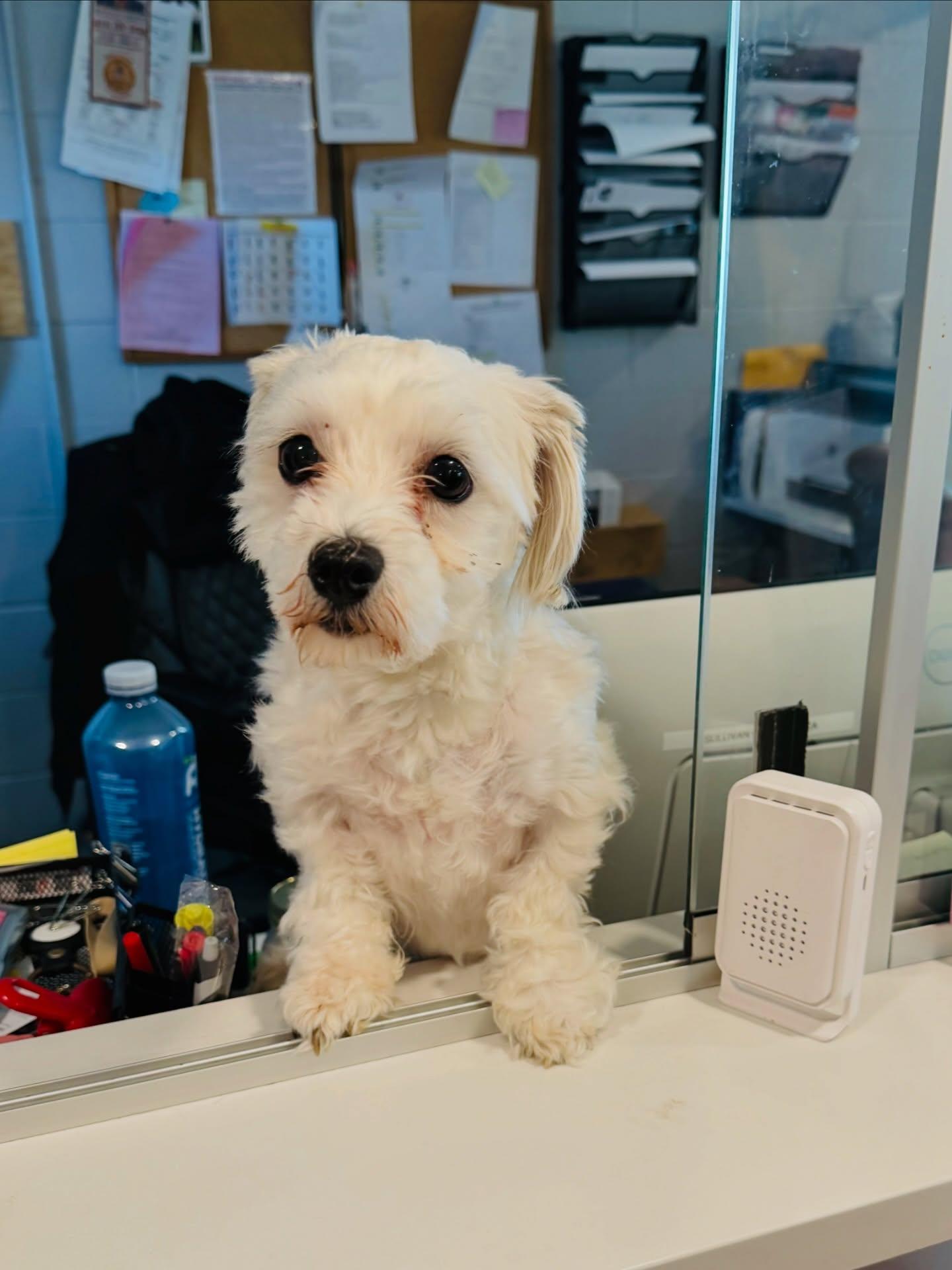 Enlarge Coco , an adopted Havanese in Rock Hill, NY image 2/5