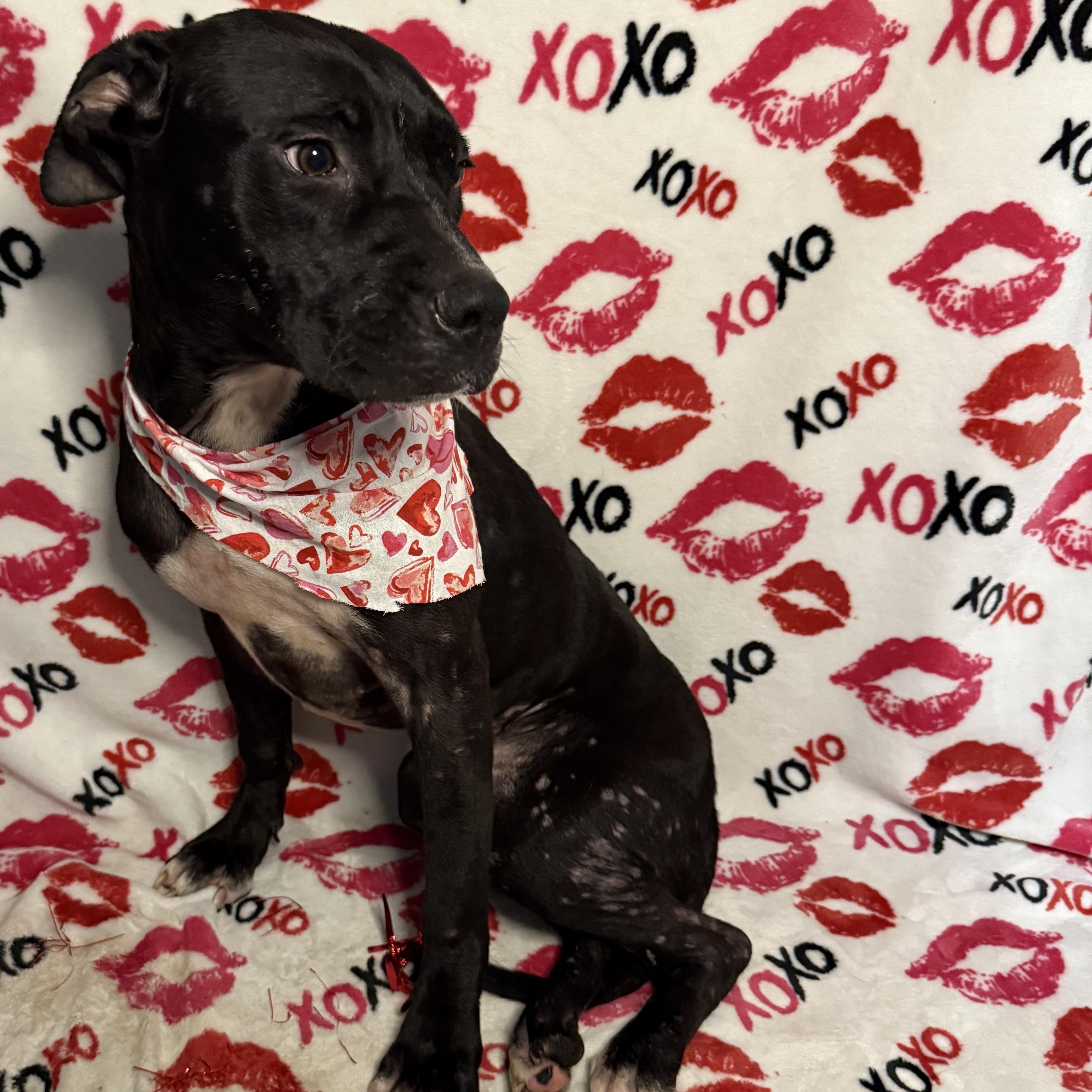 Lucy, an adoptable Pit Bull Terrier in Key West, FL, 33040 | Photo Image 3