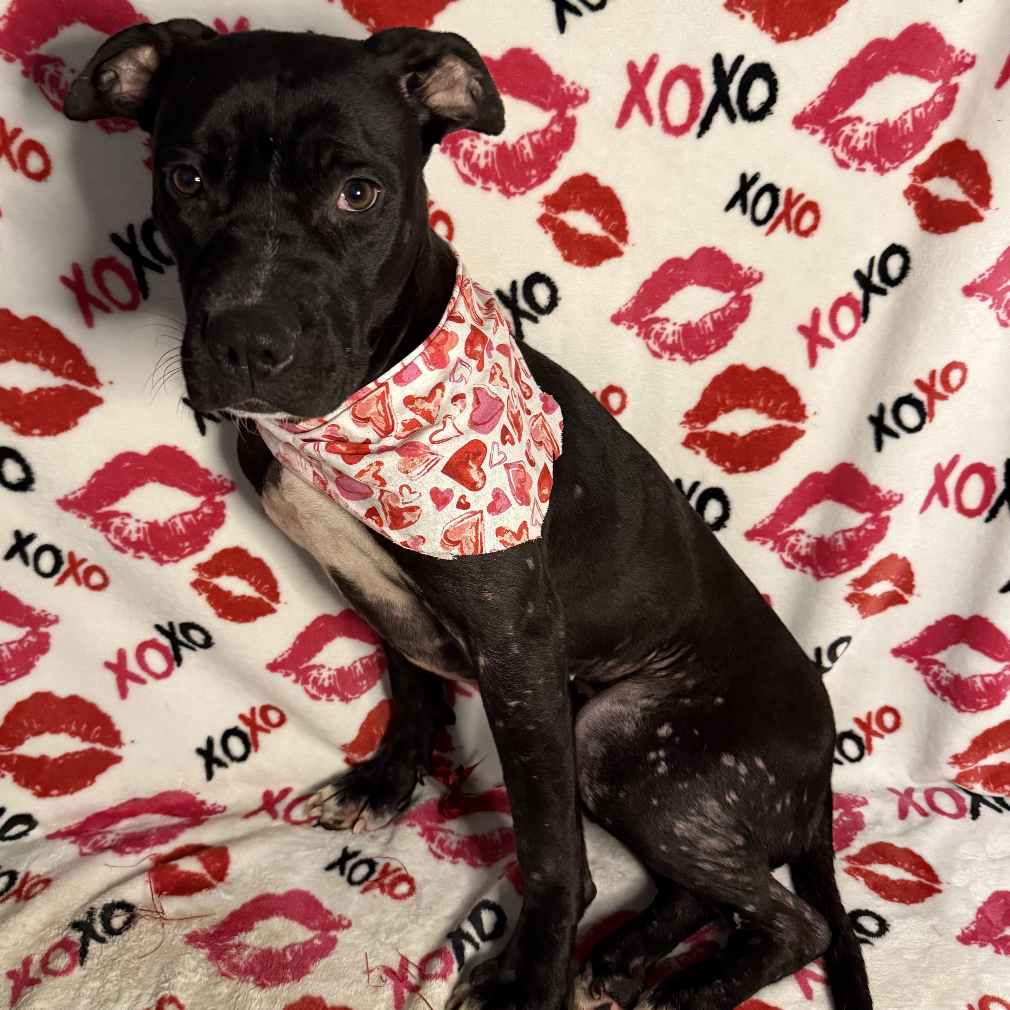 Lucy, an adoptable Pit Bull Terrier in Key West, FL, 33040 | Photo Image 1