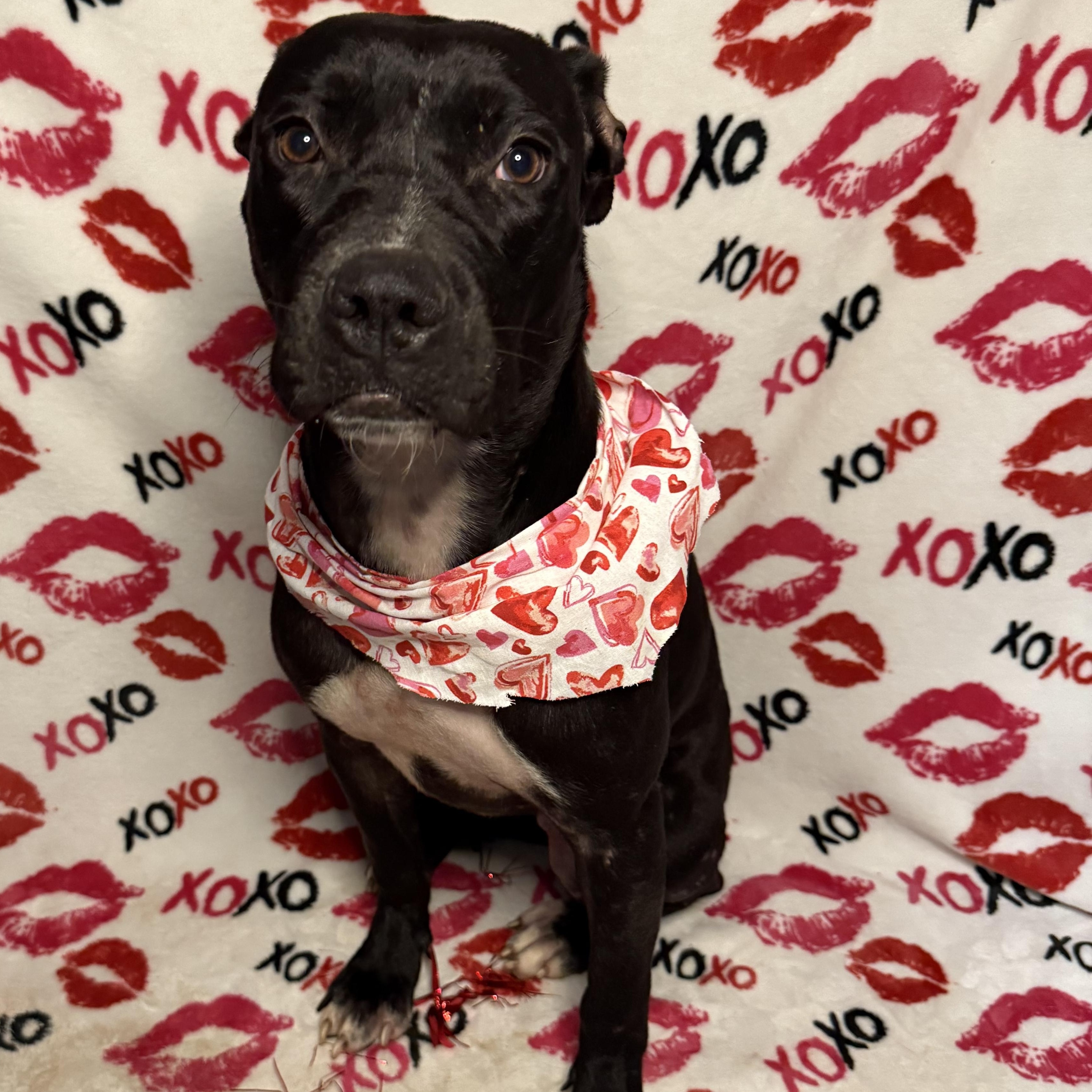 Lucy, an adoptable Pit Bull Terrier in Key West, FL, 33040 | Photo Image 2