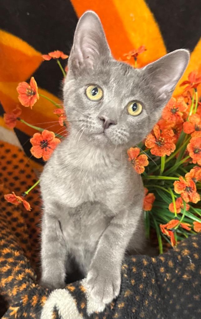 8/11/26 Ares, Adoptable, Kitten Male Domestic Short Hair.