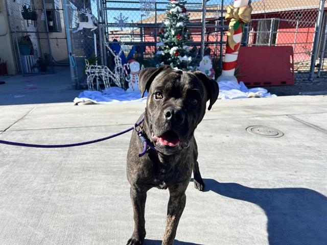 DENVER, Adoptable, Young Male Boxer & Mixed Breed.