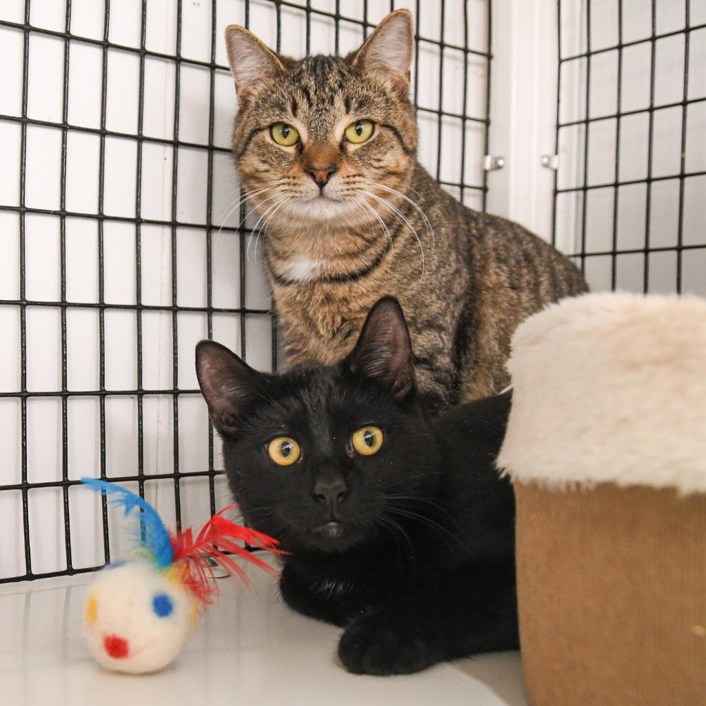 Isaac, Adoptable, Young Male Domestic Short Hair.