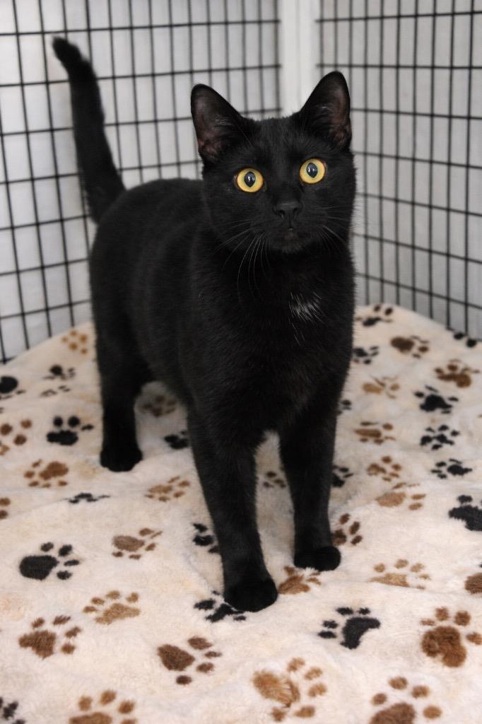 Isaac, Adoptable, Young Male Domestic Short Hair.