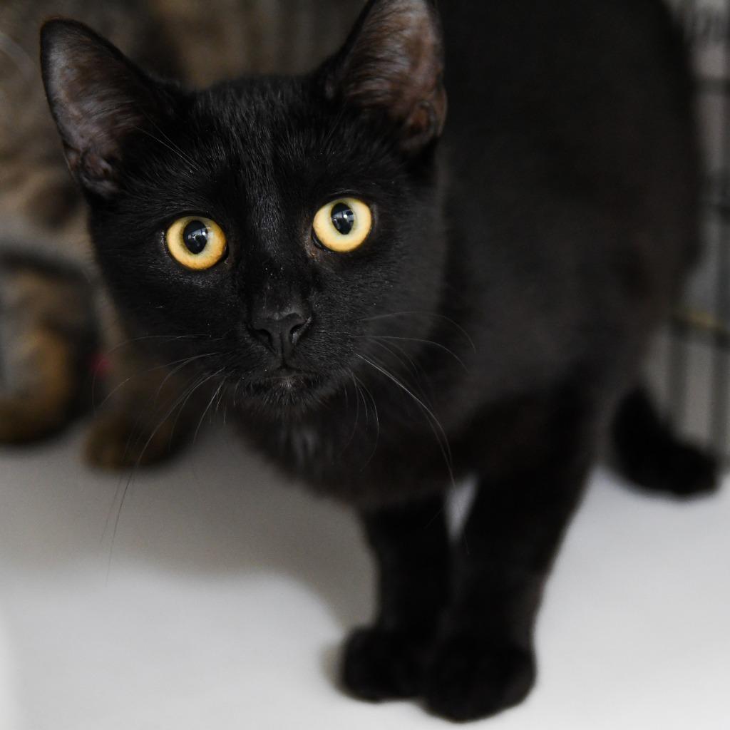 Enlarge Isaac, a Adoptable mixed breed in Ewing, NJ image 2/5