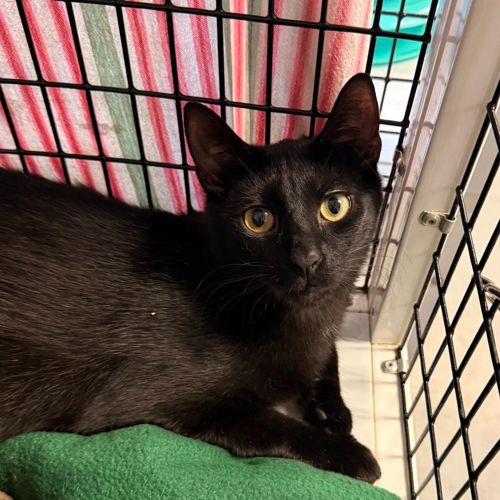 Enlarge Isaac, a Adoptable mixed breed in Ewing, NJ image 3/5