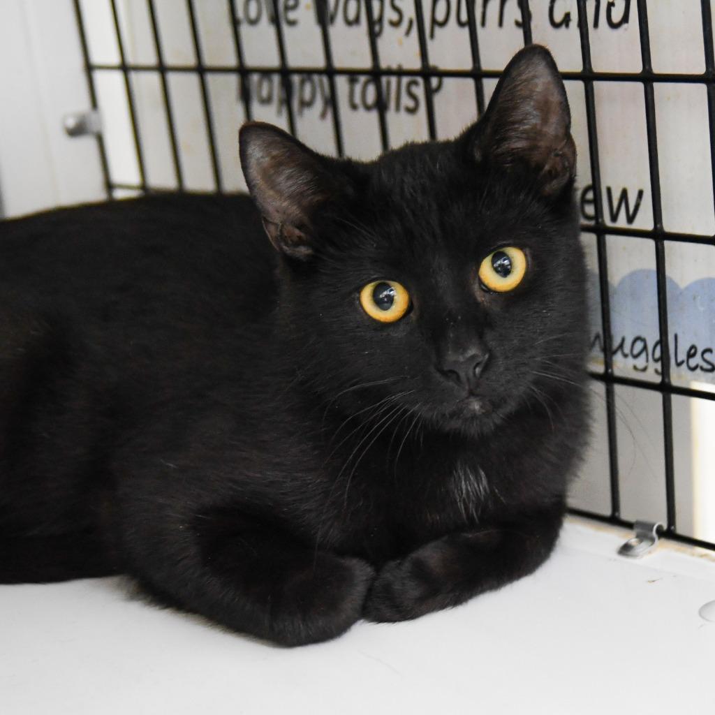 Enlarge Isaac, a Adoptable mixed breed in Ewing, NJ image 4/5