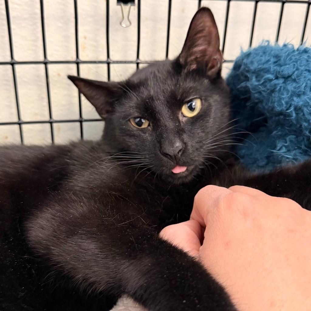 Enlarge Isaac, a Adoptable mixed breed in Ewing, NJ image 5/5