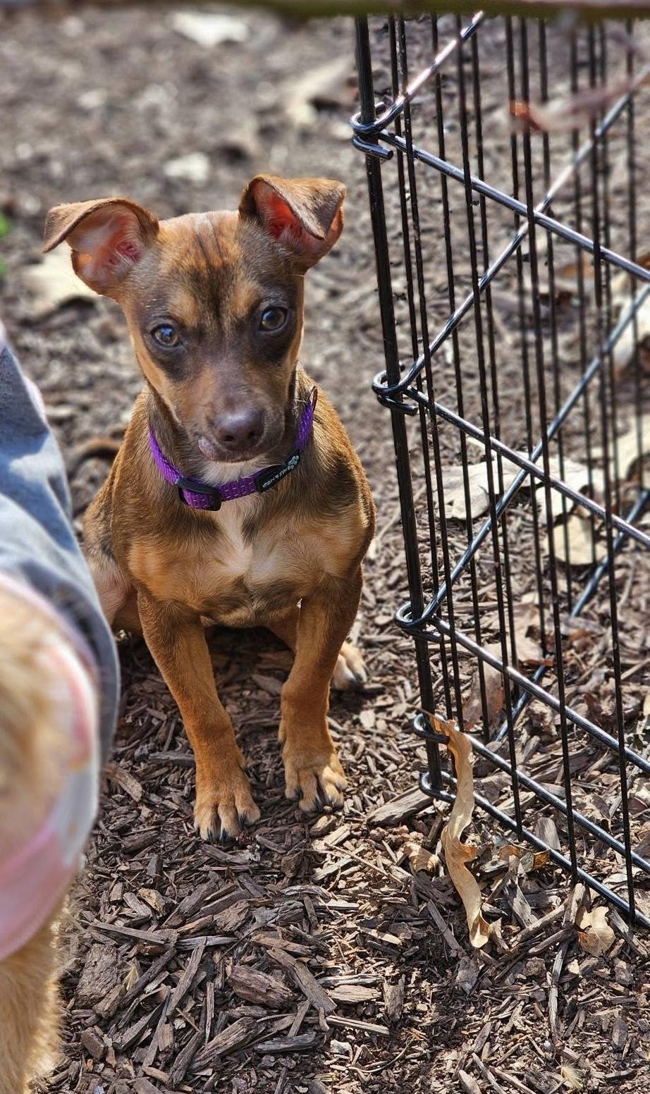Enlarge Roxy, a ADOPTABLE mixed breed in Warrenton, VA image 5/6