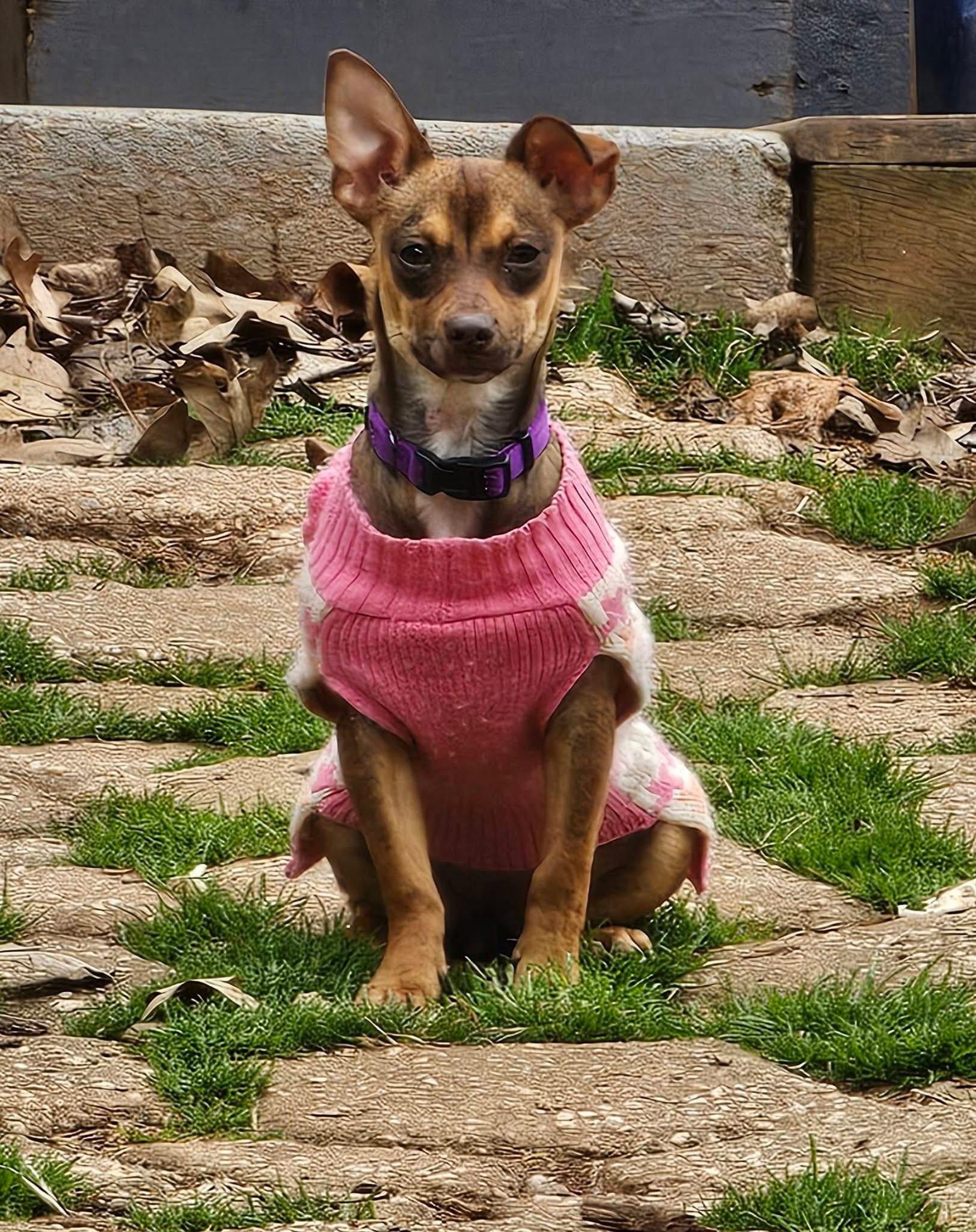Enlarge Roxy, a ADOPTABLE mixed breed in Warrenton, VA image 6/6