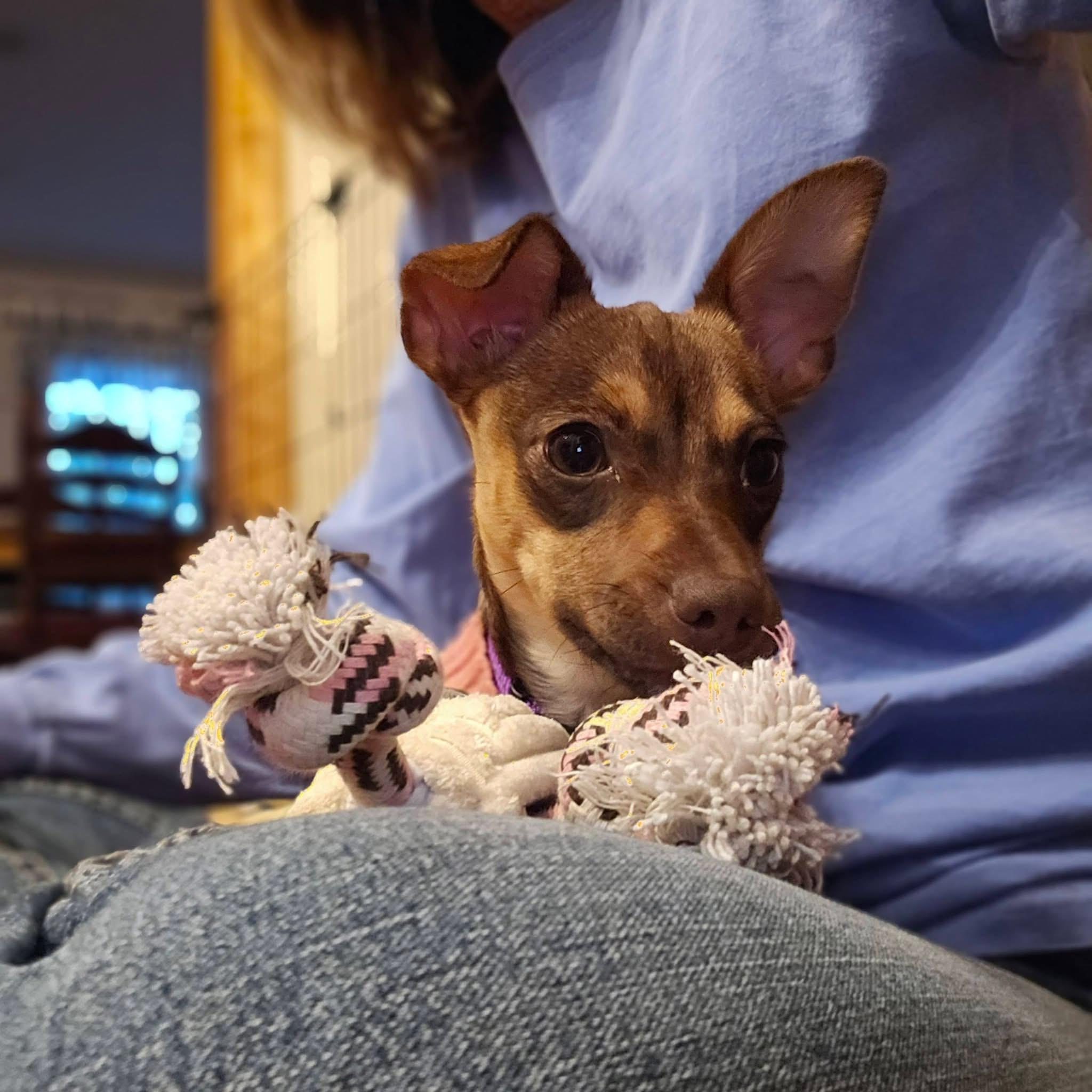 Enlarge Roxy, a ADOPTABLE mixed breed in Warrenton, VA image 3/6