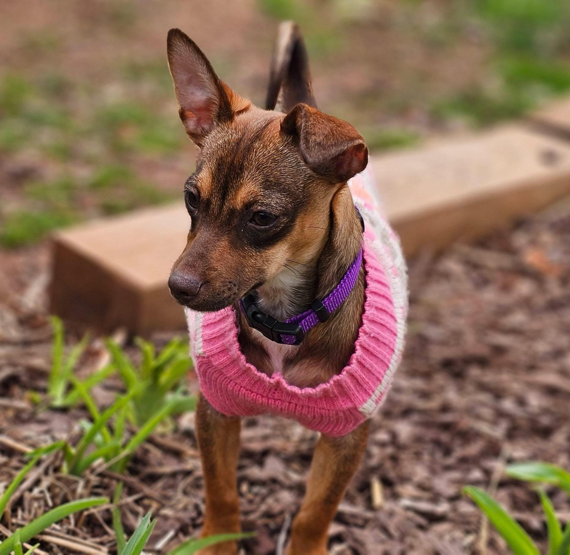 Enlarge Roxy, a ADOPTABLE mixed breed in Warrenton, VA image 2/6