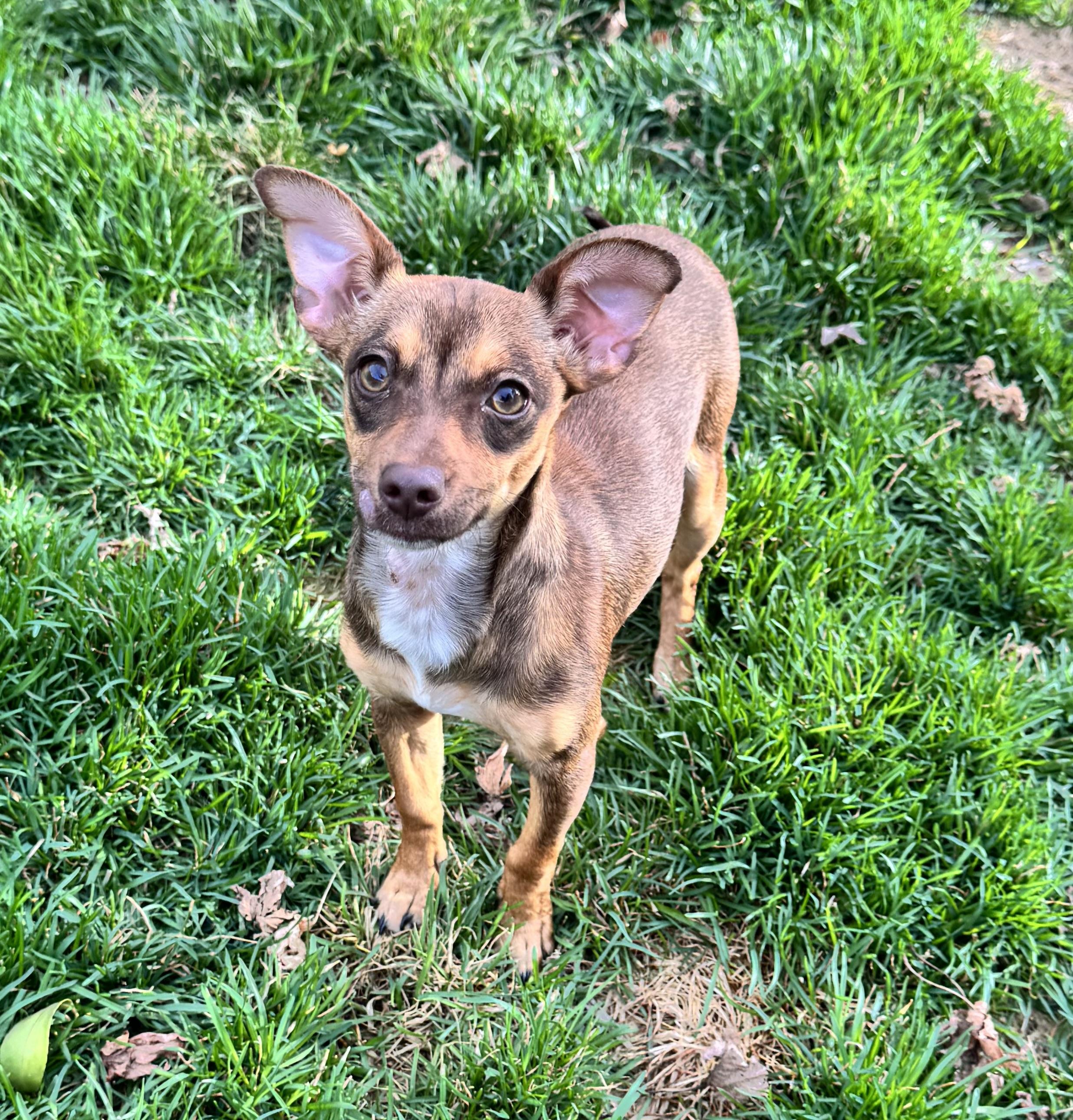 Enlarge Roxy, a ADOPTABLE mixed breed in Warrenton, VA image 4/6