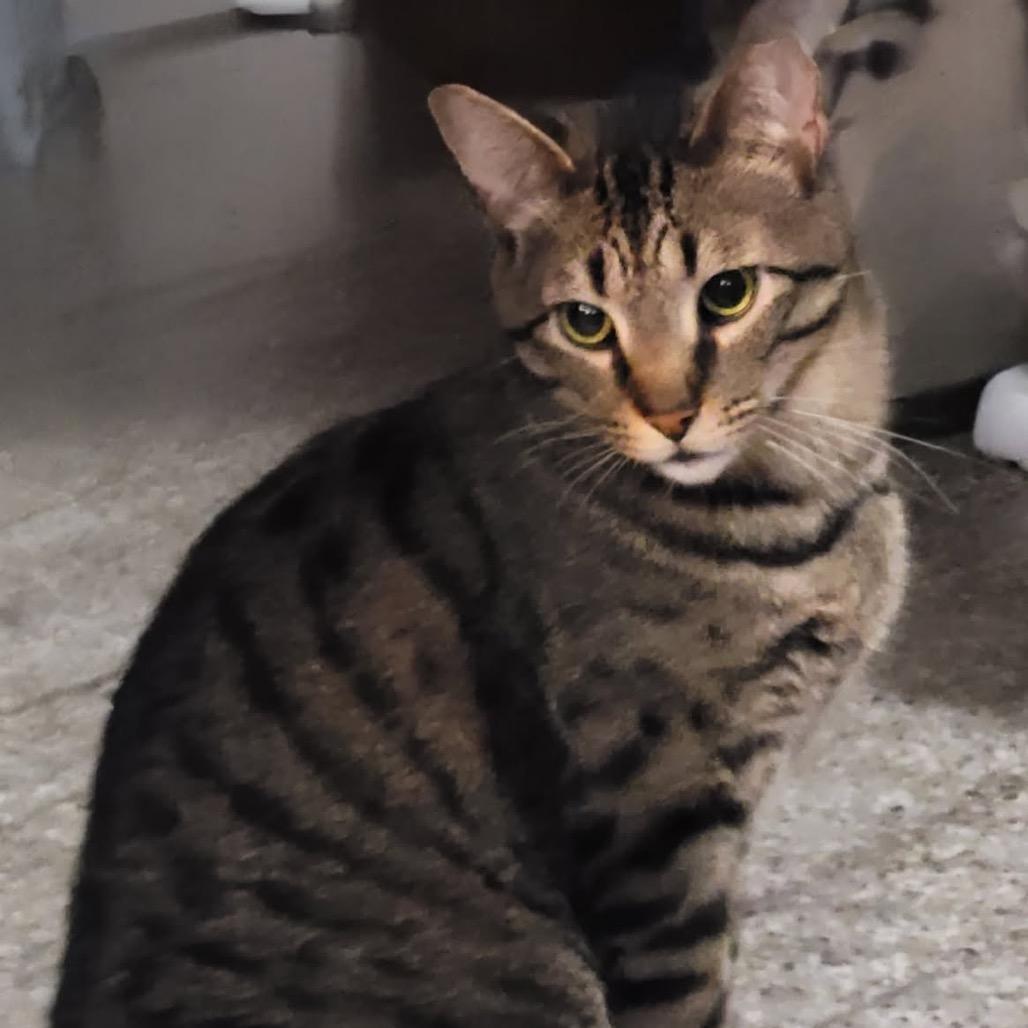 Aden (Mickey), Adoptable, Adult Male Domestic Short Hair.