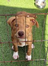 Carmel, ADOPTABLE, Young Female Mixed Breed.