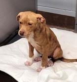 Carmel, a ADOPTABLE Mixed Breed in Commerce, TX image 2/2