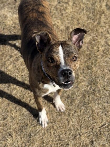 Enlarge Sol, a ADOPTABLE Pit Bull Terrier in Eagle, CO image 3/5