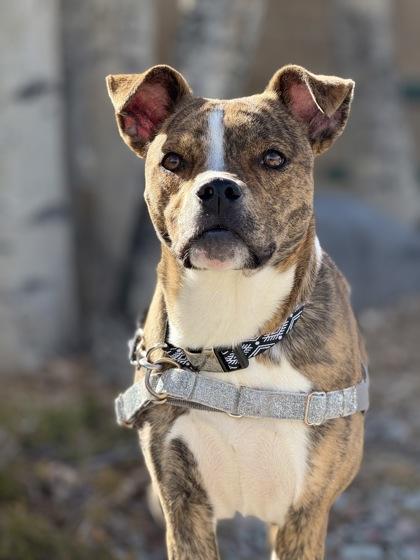 Enlarge Sol, a ADOPTABLE Pit Bull Terrier in Eagle, CO image 1/5