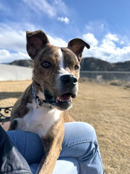 Enlarge Sol, a ADOPTABLE Pit Bull Terrier in Eagle, CO image 2/5