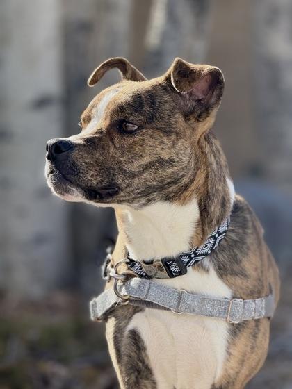 Enlarge Sol, a ADOPTABLE Pit Bull Terrier in Eagle, CO image 4/5