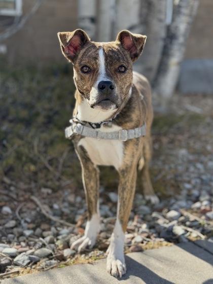 Enlarge Sol, a ADOPTABLE Pit Bull Terrier in Eagle, CO image 5/5