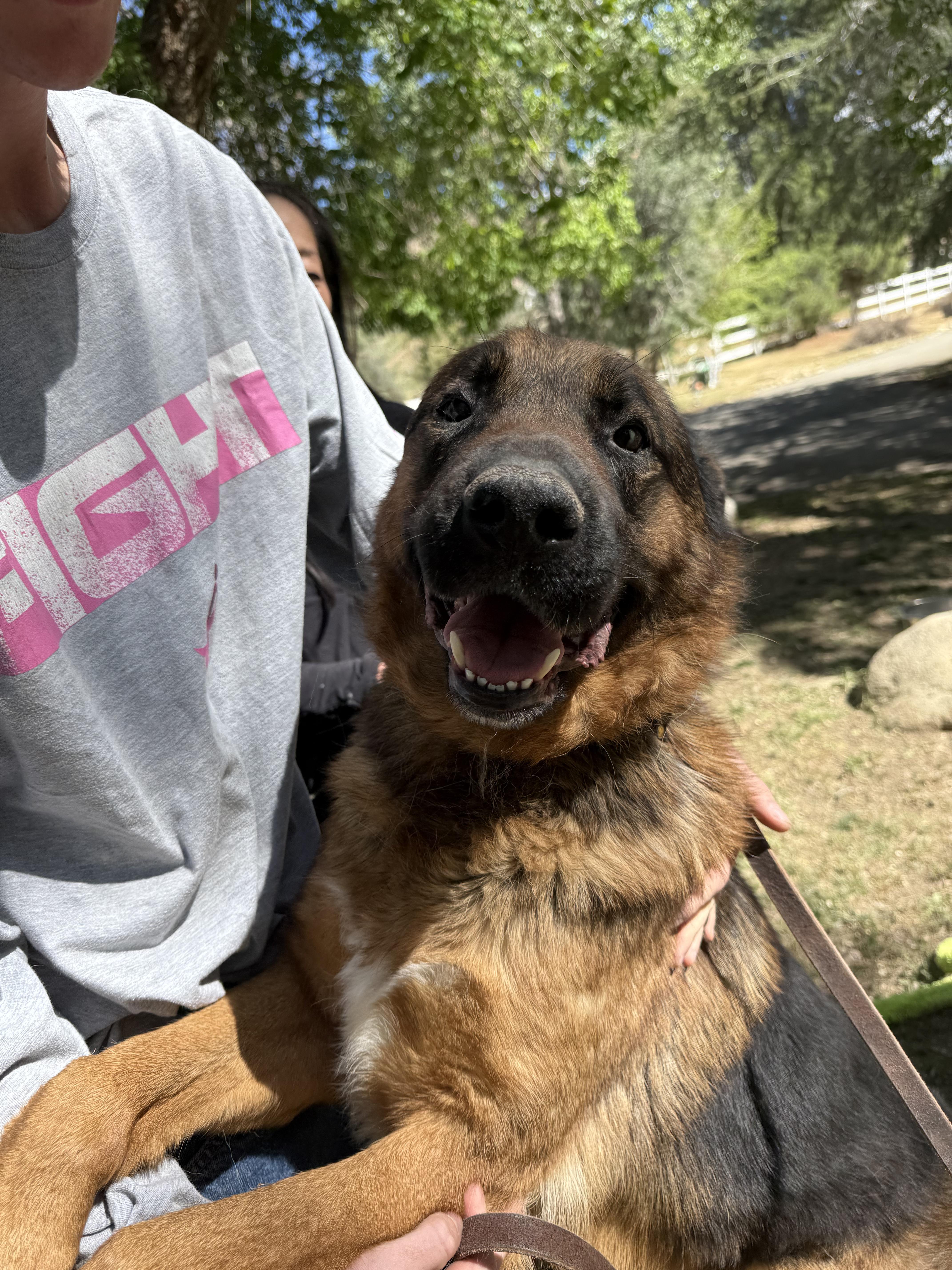 Enlarge Tye, a ADOPTABLE German Shepherd Dog in Acton, CA image 4/4