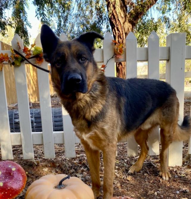 Tye, ADOPTABLE, Adult Male German Shepherd Dog.