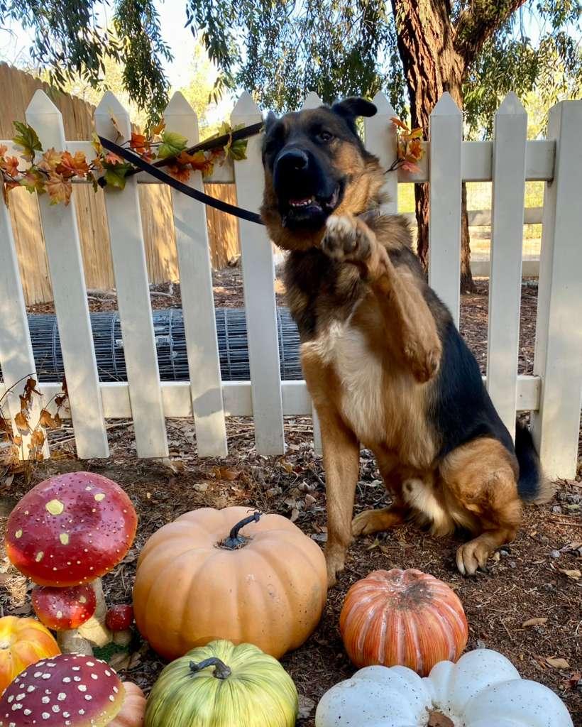 Enlarge Tye, a ADOPTABLE German Shepherd Dog in Acton, CA image 3/4