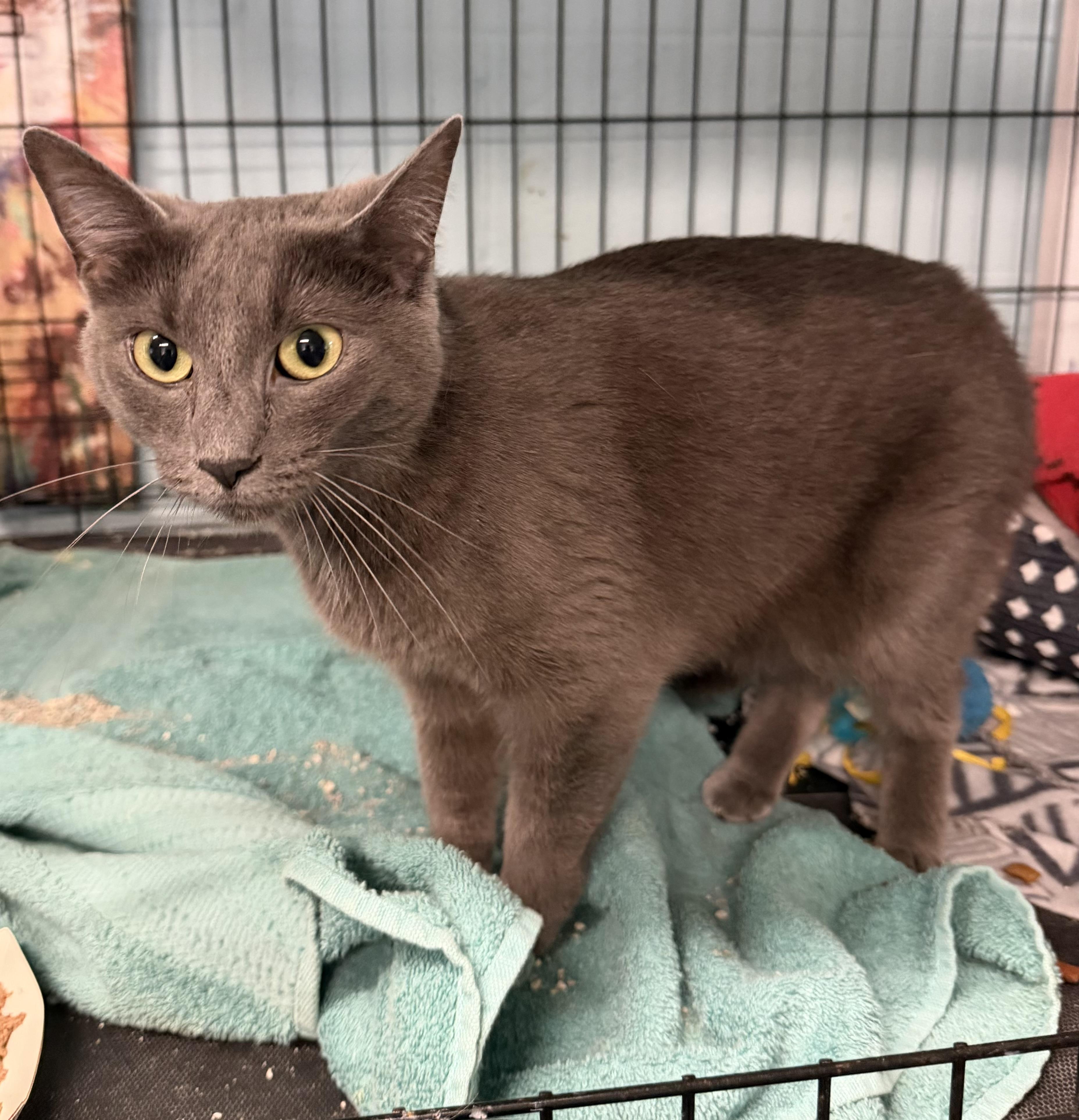 Enlarge Emma, a Adopted Domestic Short Hair in Warren, OH image 1/3