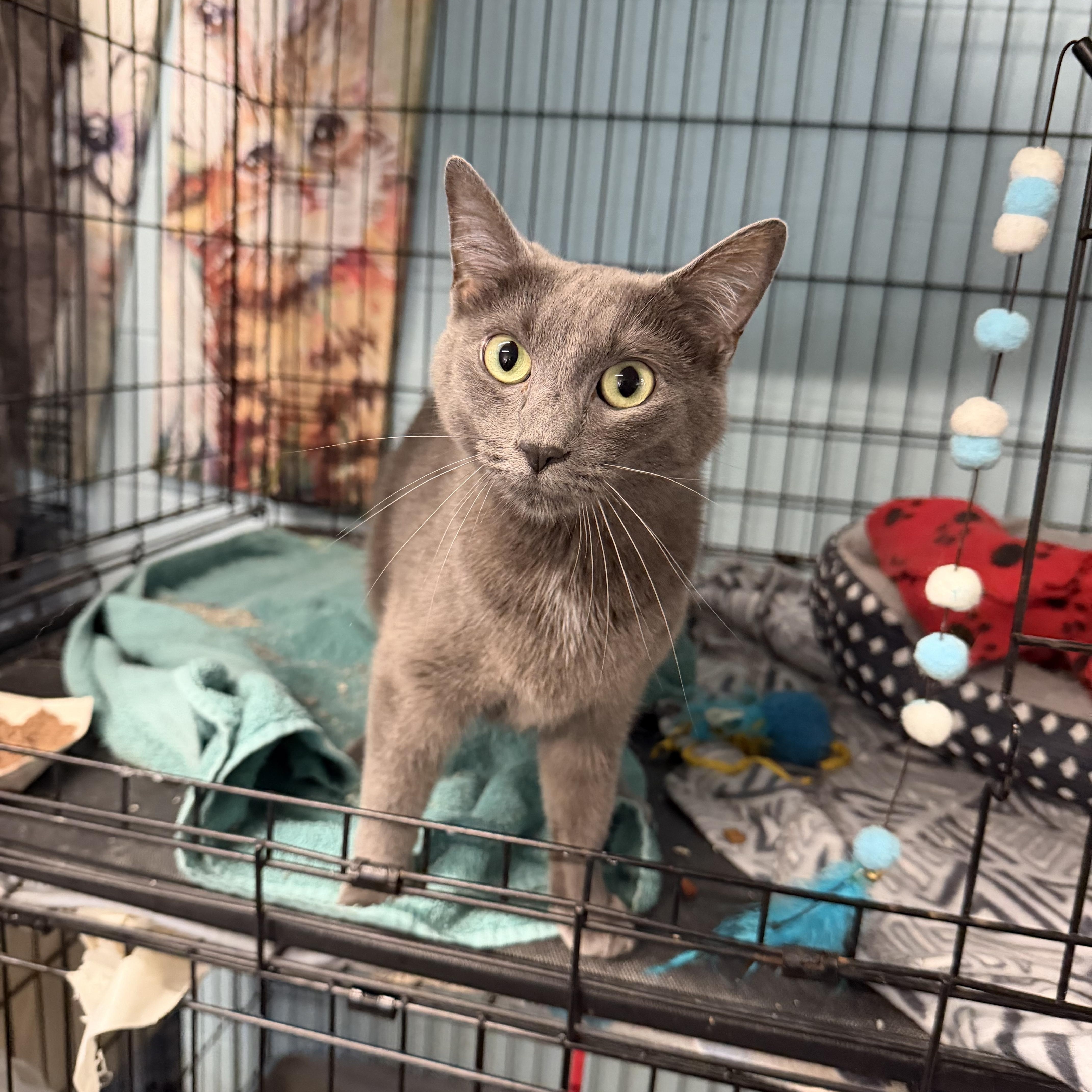 Enlarge Emma, a Adopted Domestic Short Hair in Warren, OH image 3/3