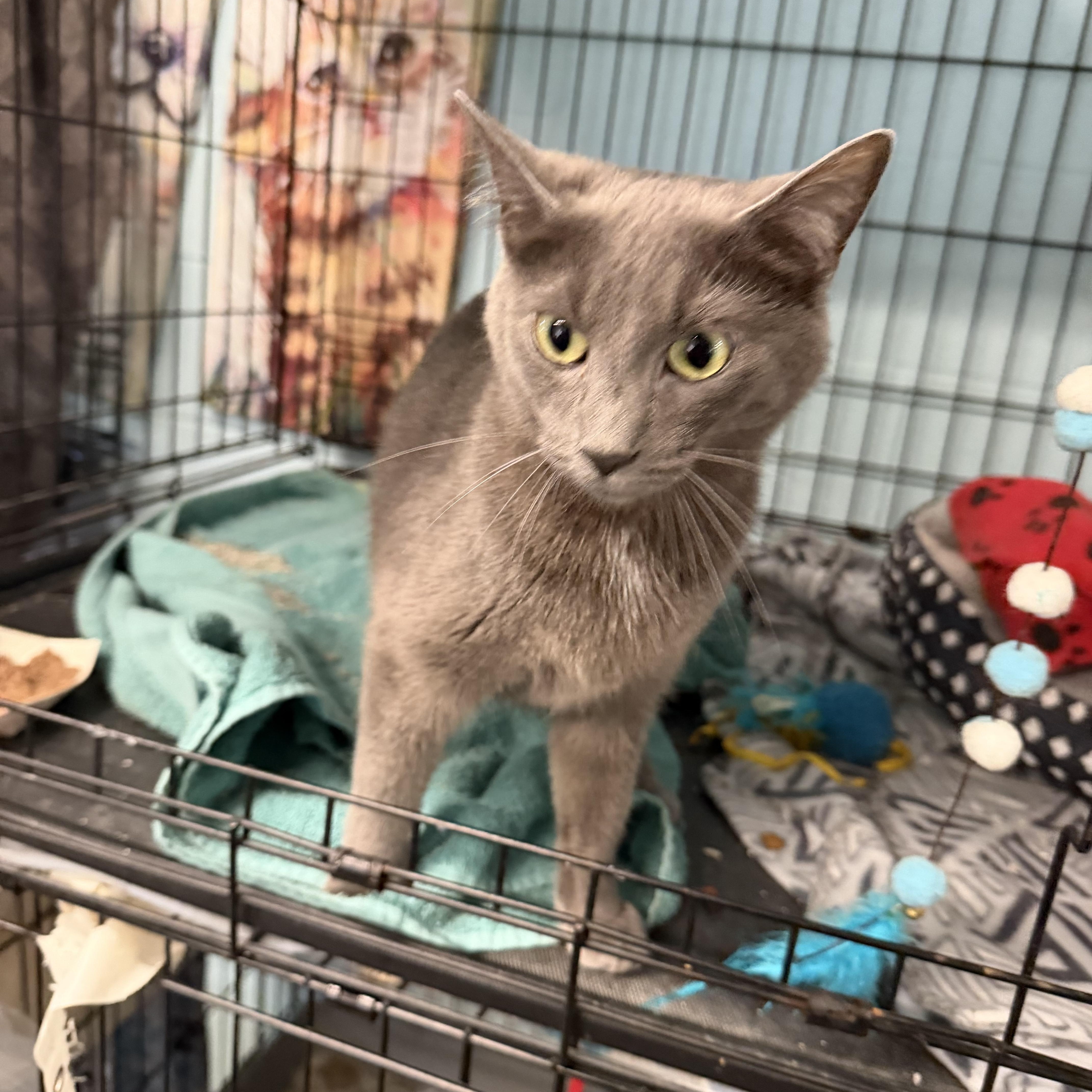 Enlarge Emma, a Adopted Domestic Short Hair in Warren, OH image 2/3