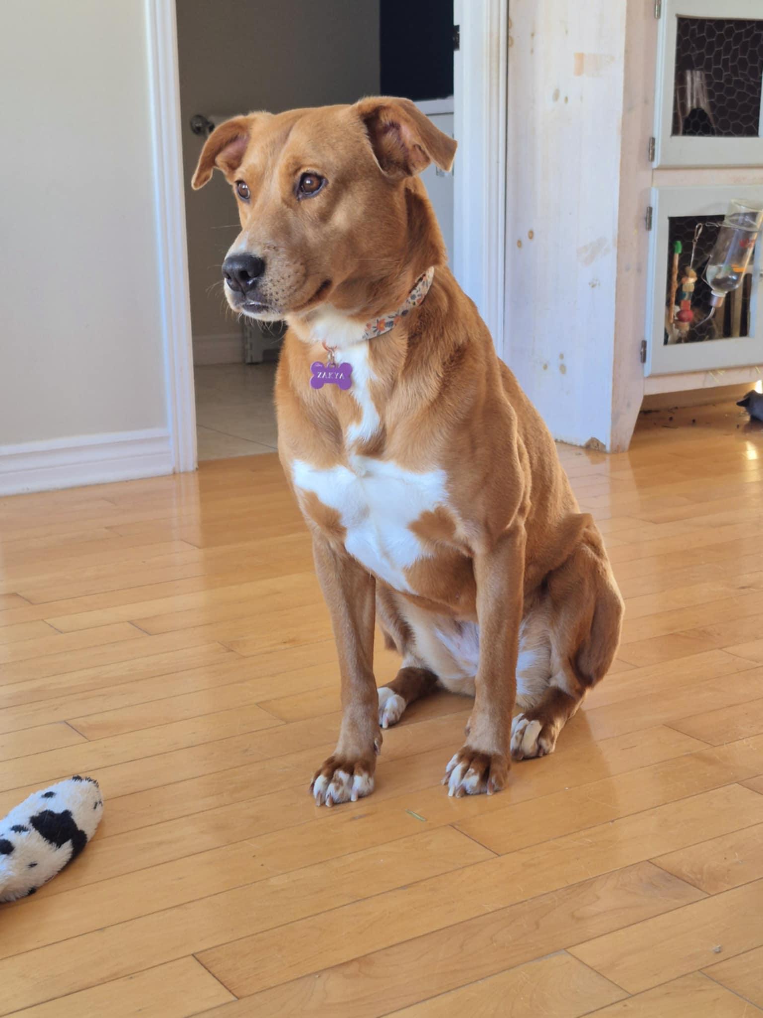 Enlarge Zakya, a Adoptable Tosa Inu in Montreal, QC image 1/6