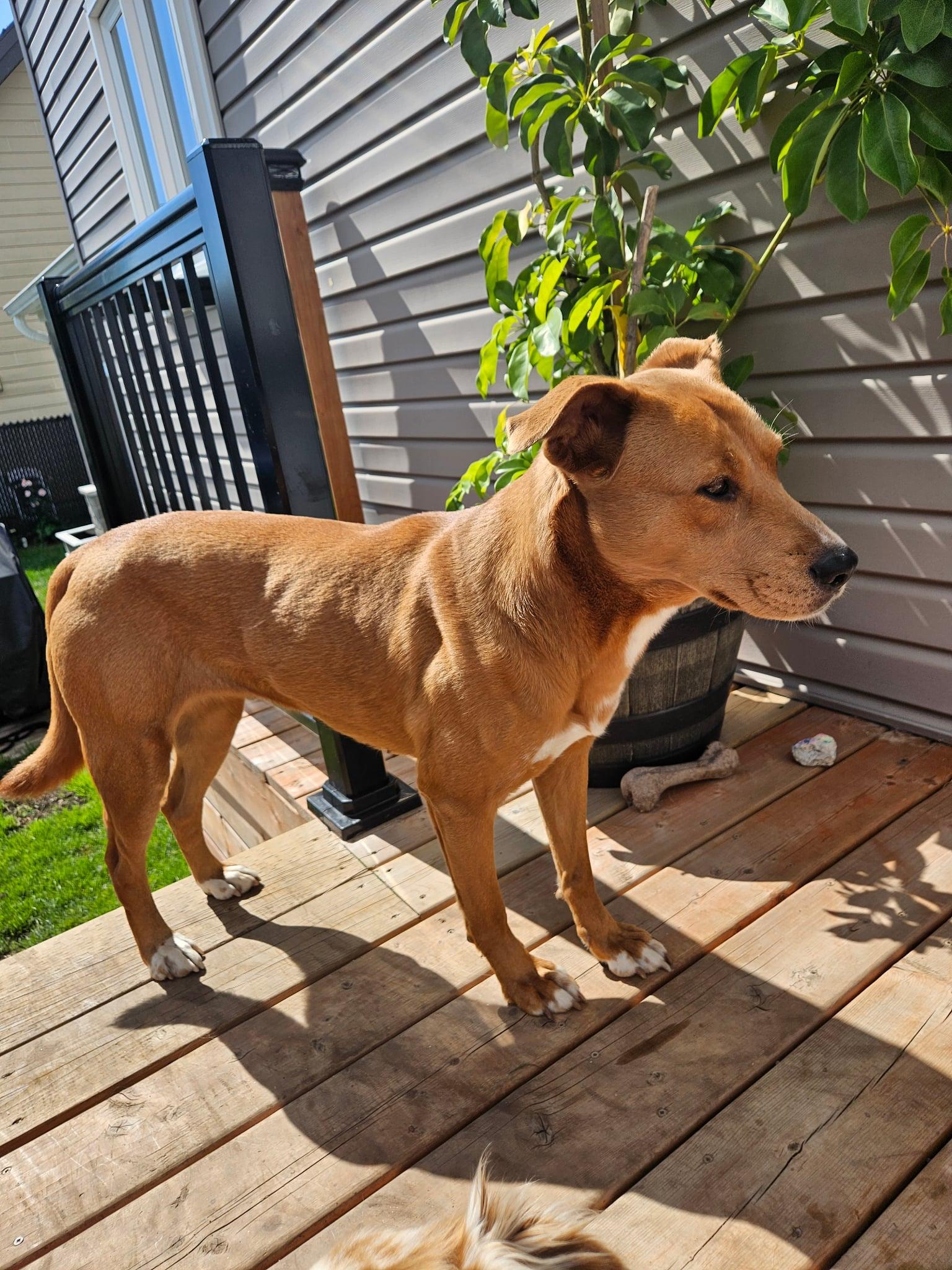 Enlarge Zakya, a Adoptable Tosa Inu in Montreal, QC image 2/6