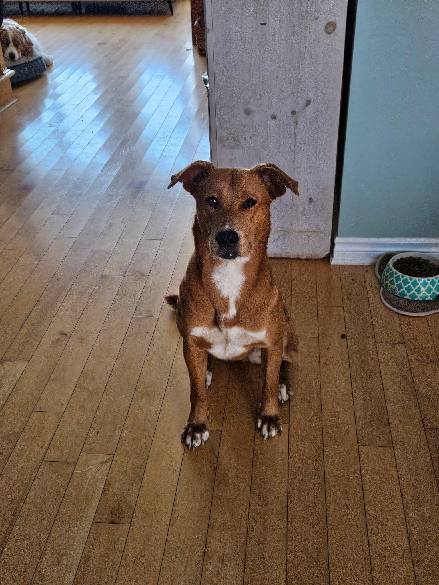 Enlarge Zakya, a Adoptable Tosa Inu in Montreal, QC image 3/6