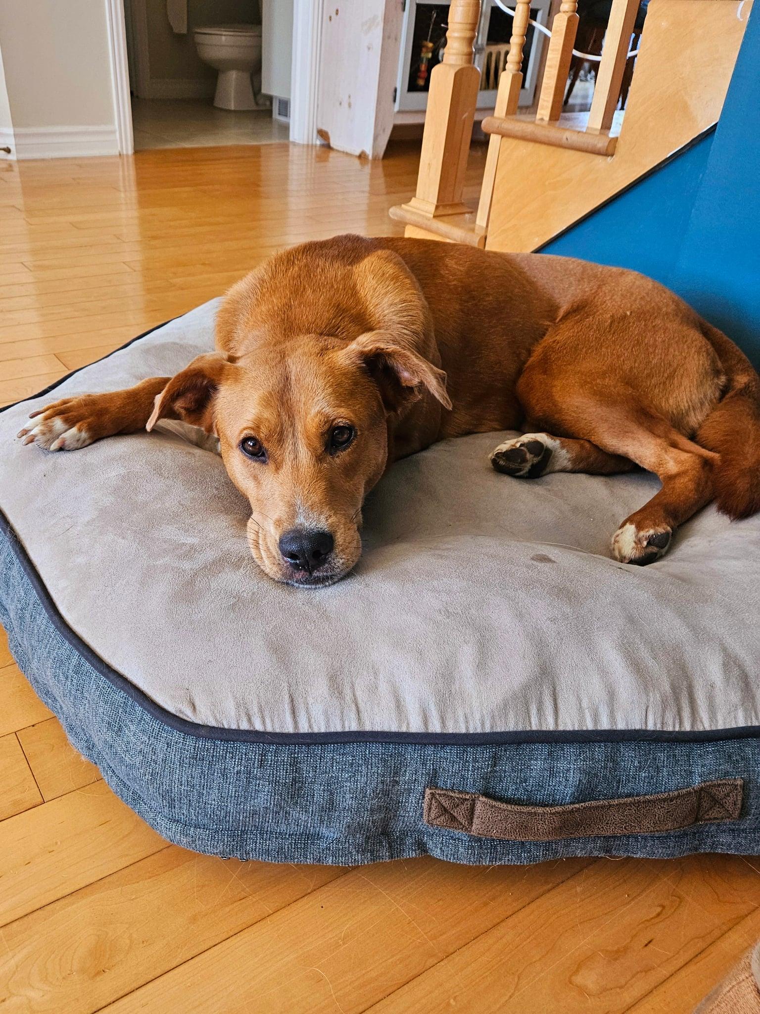 Enlarge Zakya, a Adoptable Tosa Inu in Montreal, QC image 4/6