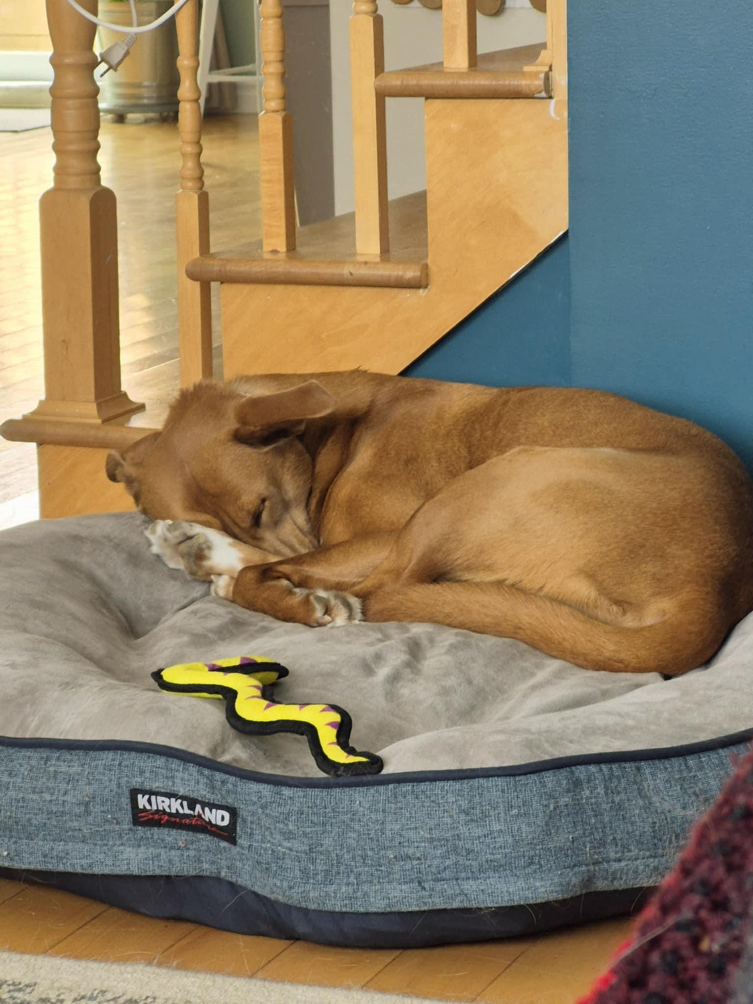 Enlarge Zakya, a Adoptable Tosa Inu in Montreal, QC image 5/6