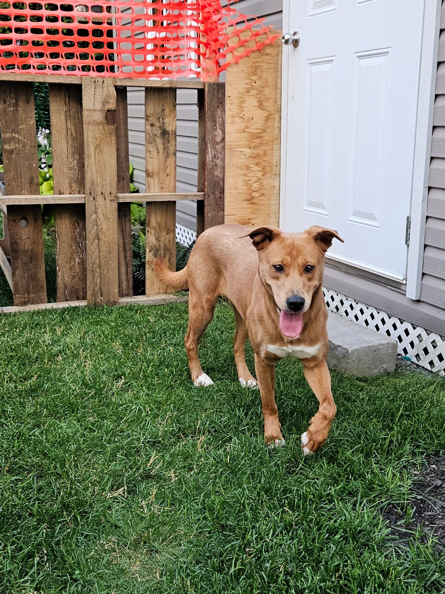 Enlarge Zakya, a Adoptable Tosa Inu in Montreal, QC image 6/6