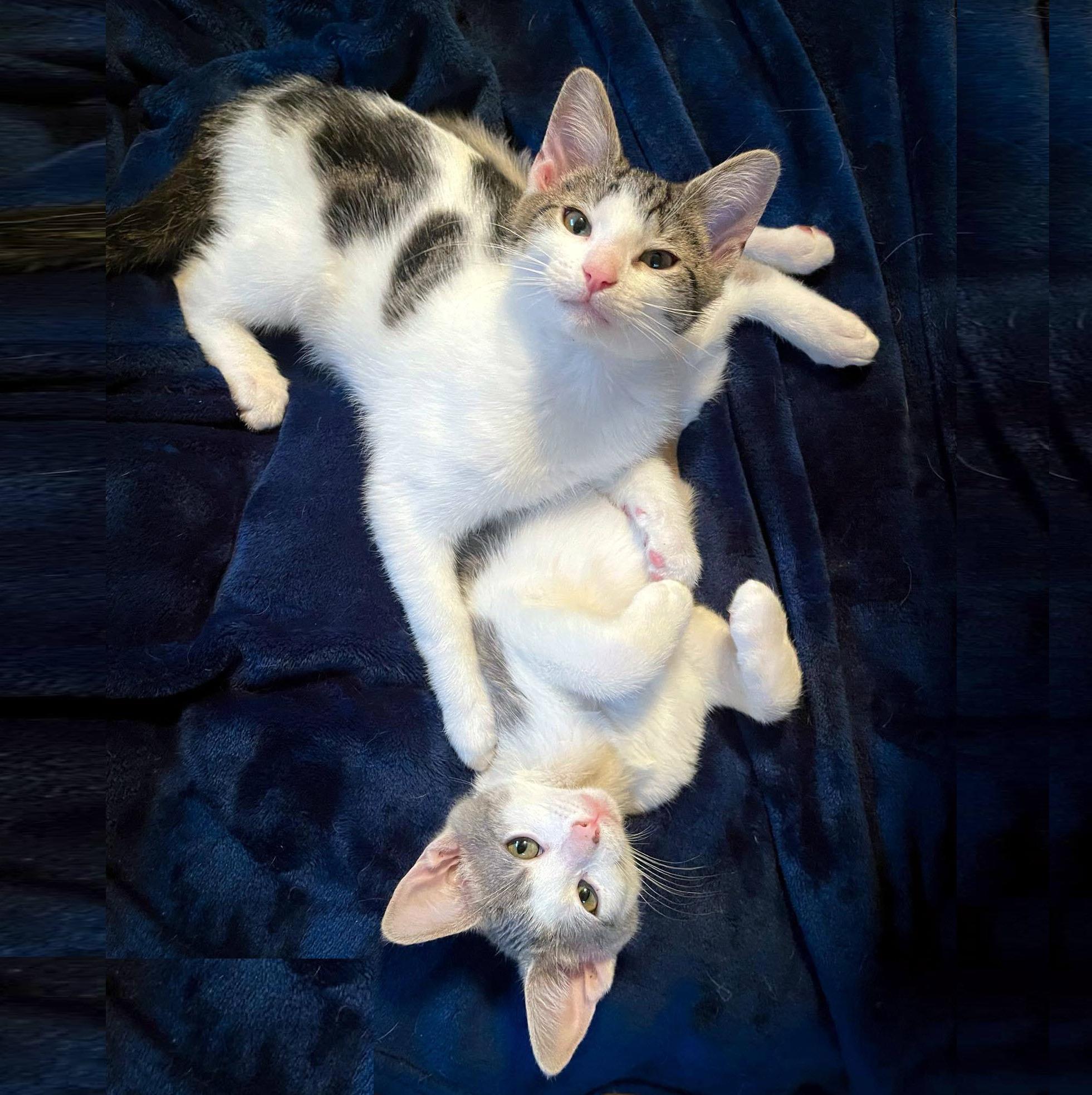 Fig & Honey, adopted, Kitten Male Domestic Short Hair.