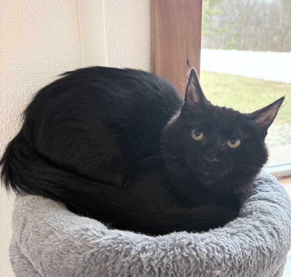 Gibson, Adoptable, Kitten Male Domestic Medium Hair.