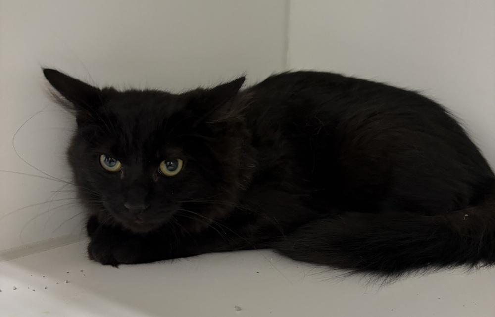 Gibson, Adoptable, Kitten Male Domestic Medium Hair.