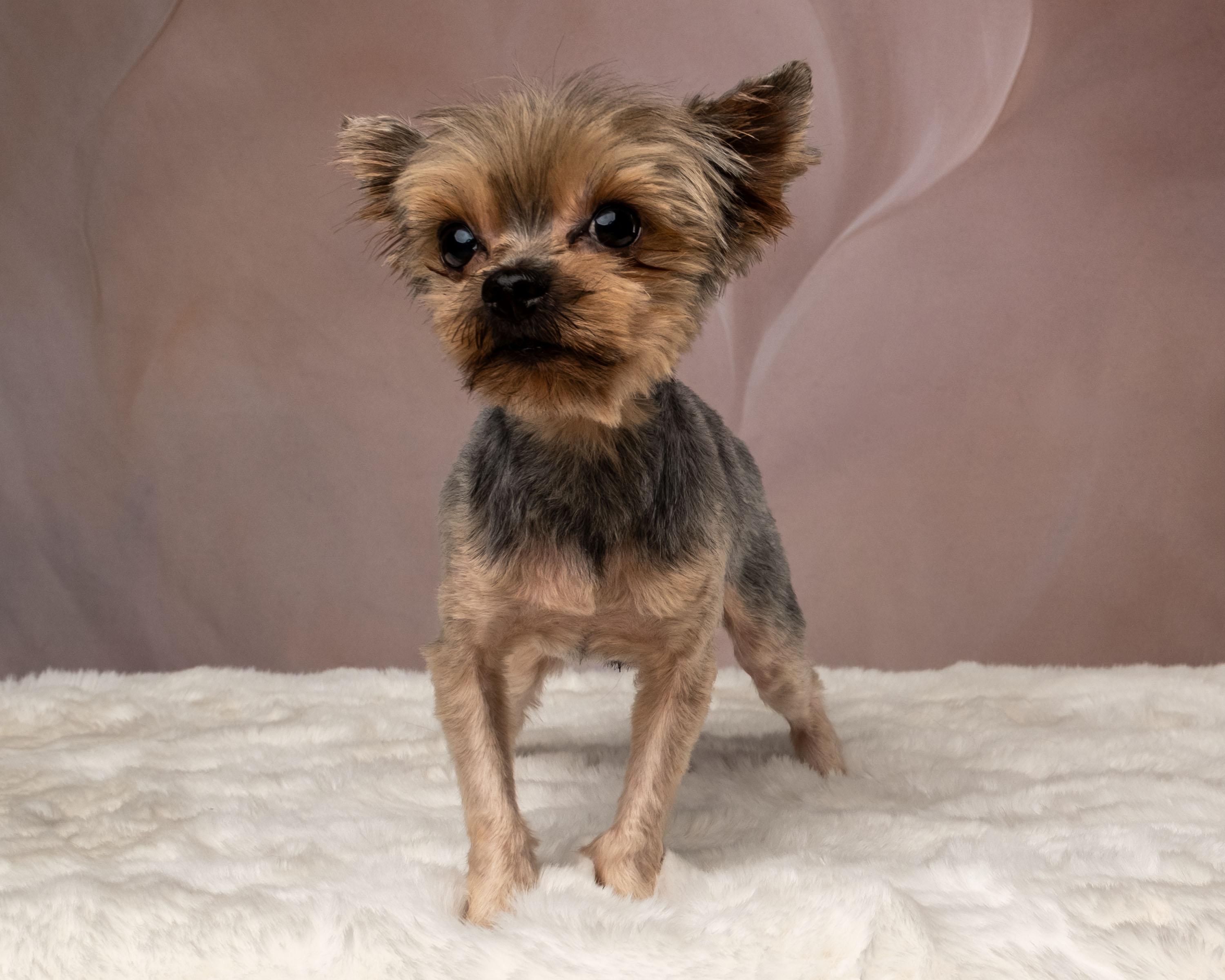 Ripley, an adopted Yorkshire Terrier in Aiken, SC image 2/6