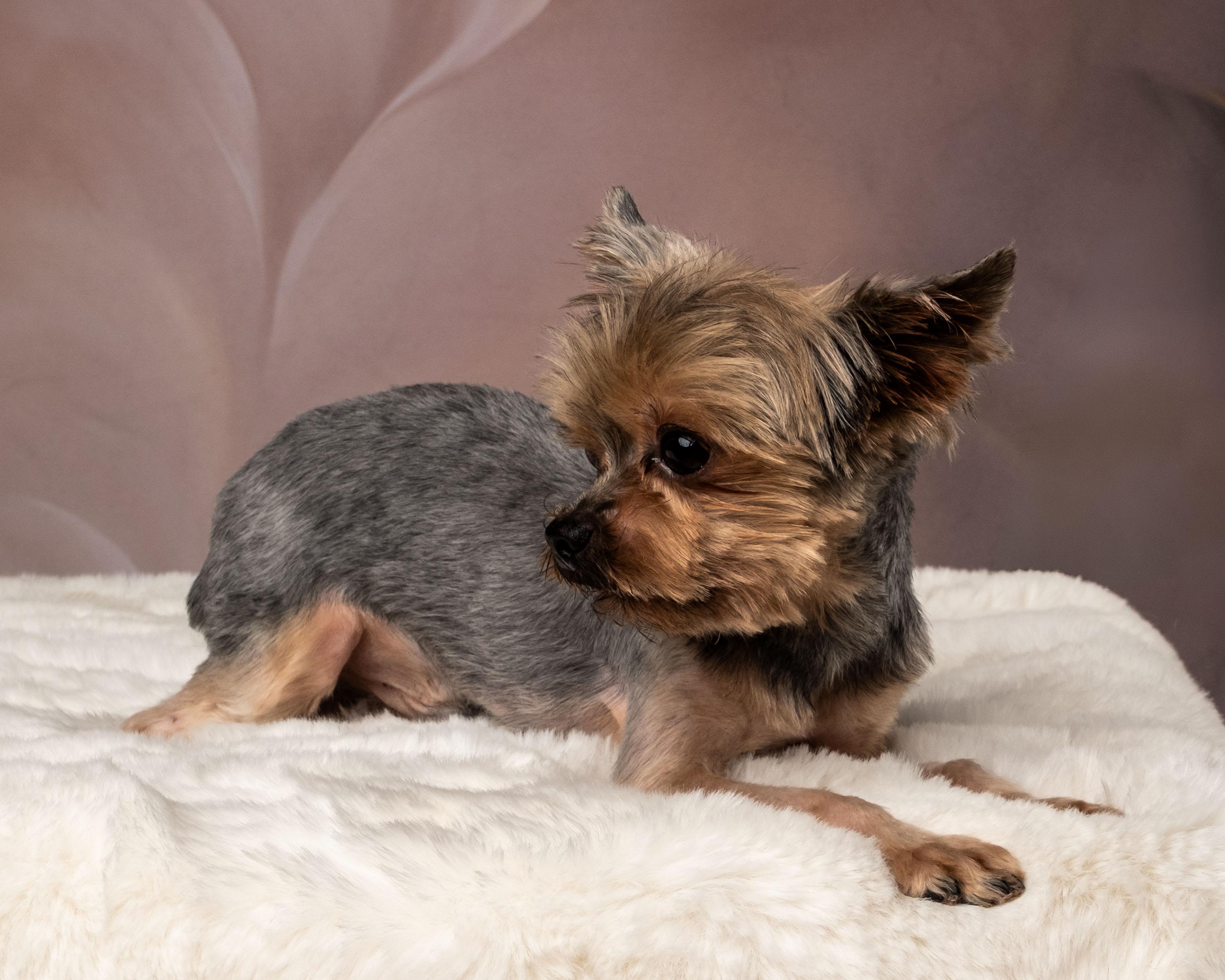 Ripley, an adopted Yorkshire Terrier in Aiken, SC image 6/6