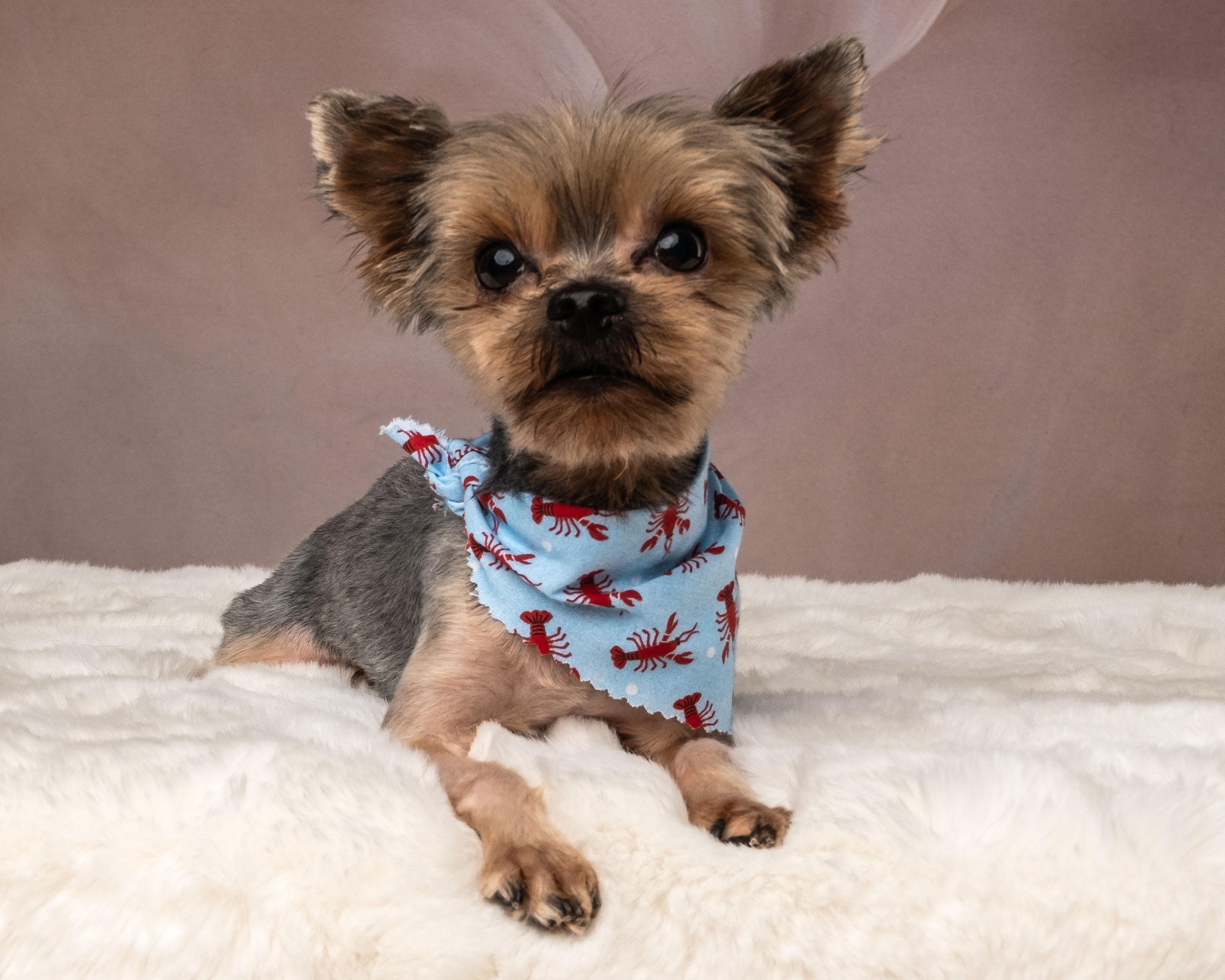 Ripley, adopted, Young Male Yorkshire Terrier.