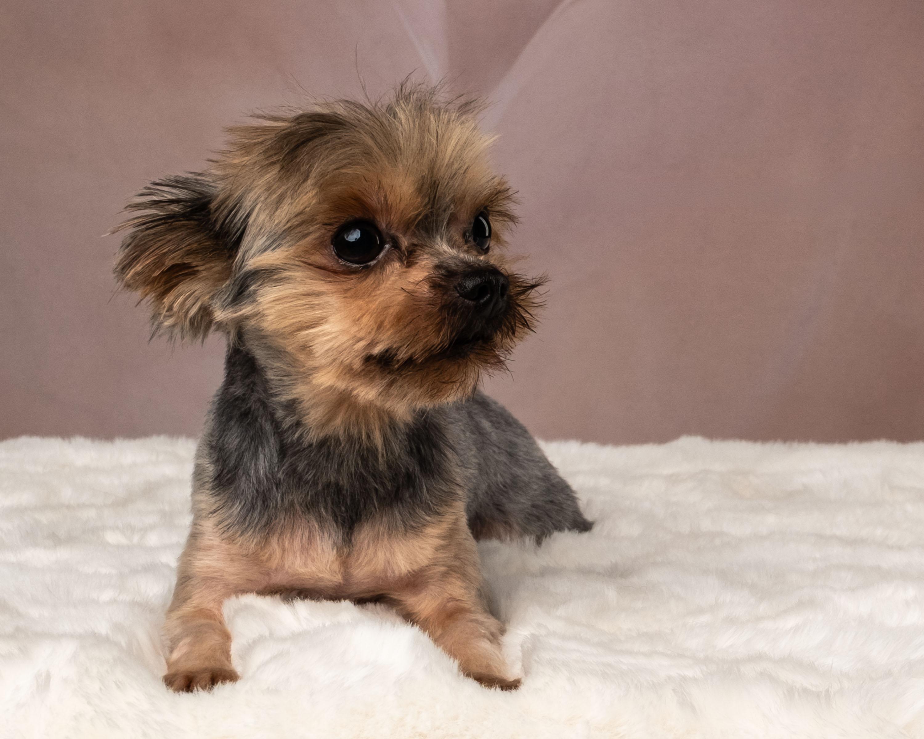Ripley, an adopted Yorkshire Terrier in Aiken, SC image 4/6