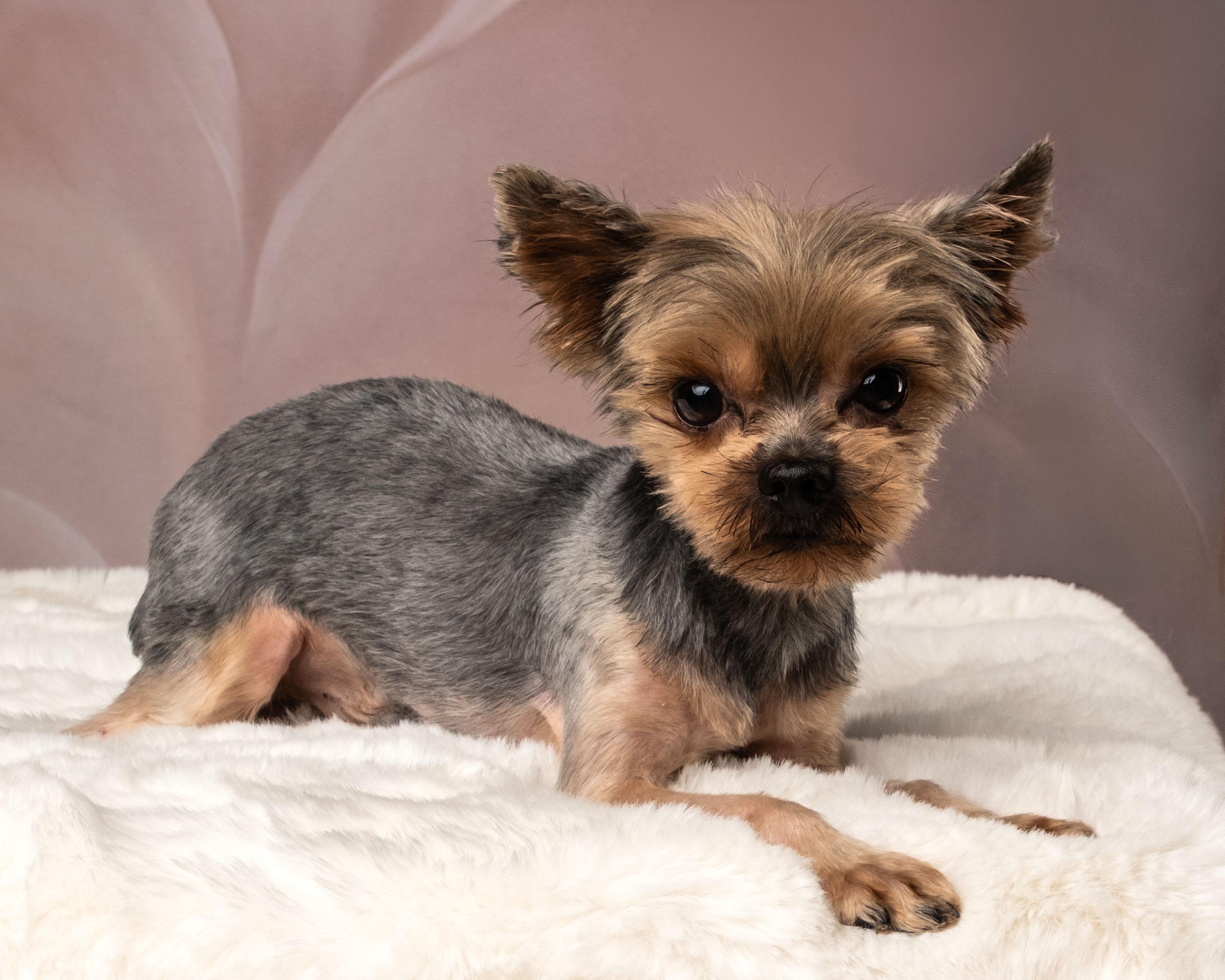 Ripley, an adopted Yorkshire Terrier in Aiken, SC image 3/6