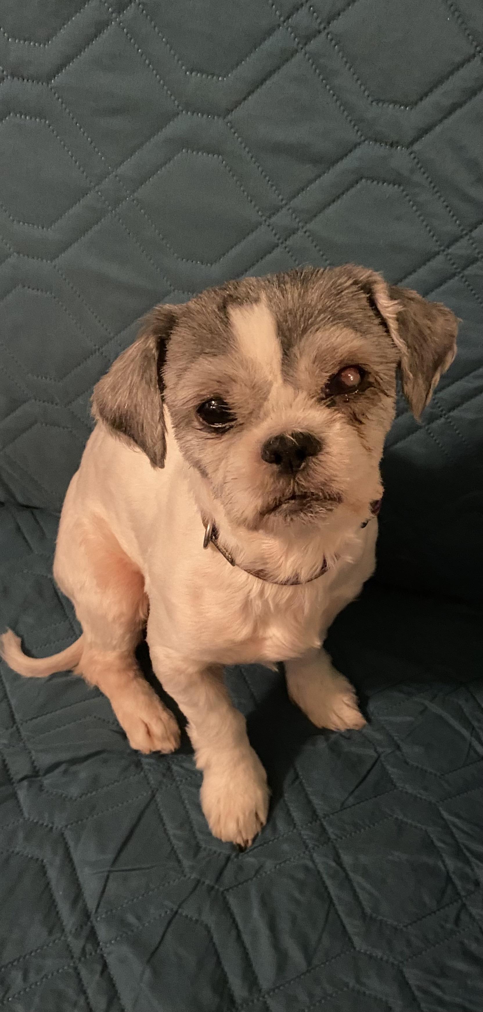 Enlarge Mya, a Adopted Shih Tzu in Wauseon, OH image 1/3