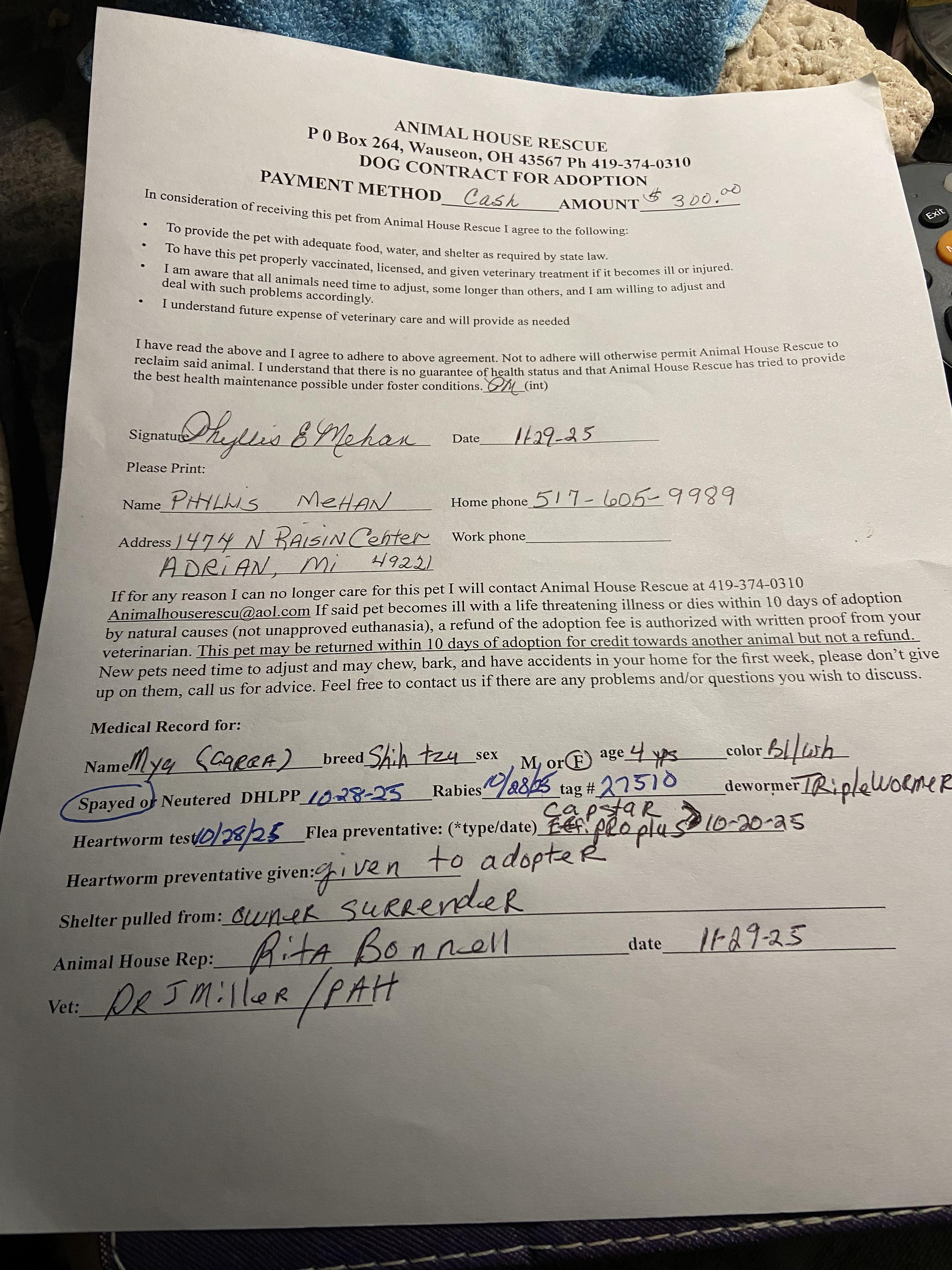 Enlarge Mya, a Adopted Shih Tzu in Wauseon, OH image 3/3