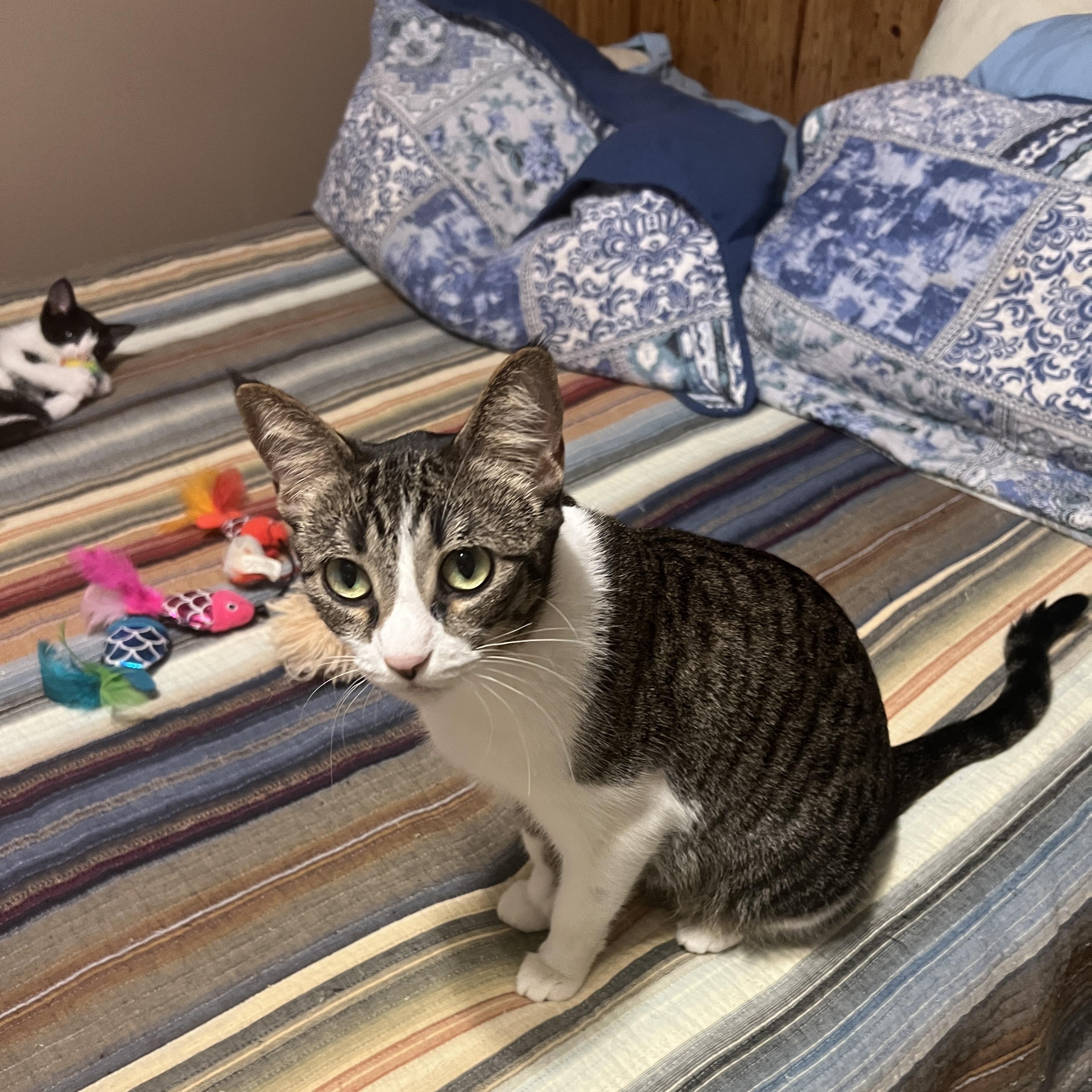 Enlarge Salem, a Adoptable Domestic Short Hair in Champaign, IL image 6/6