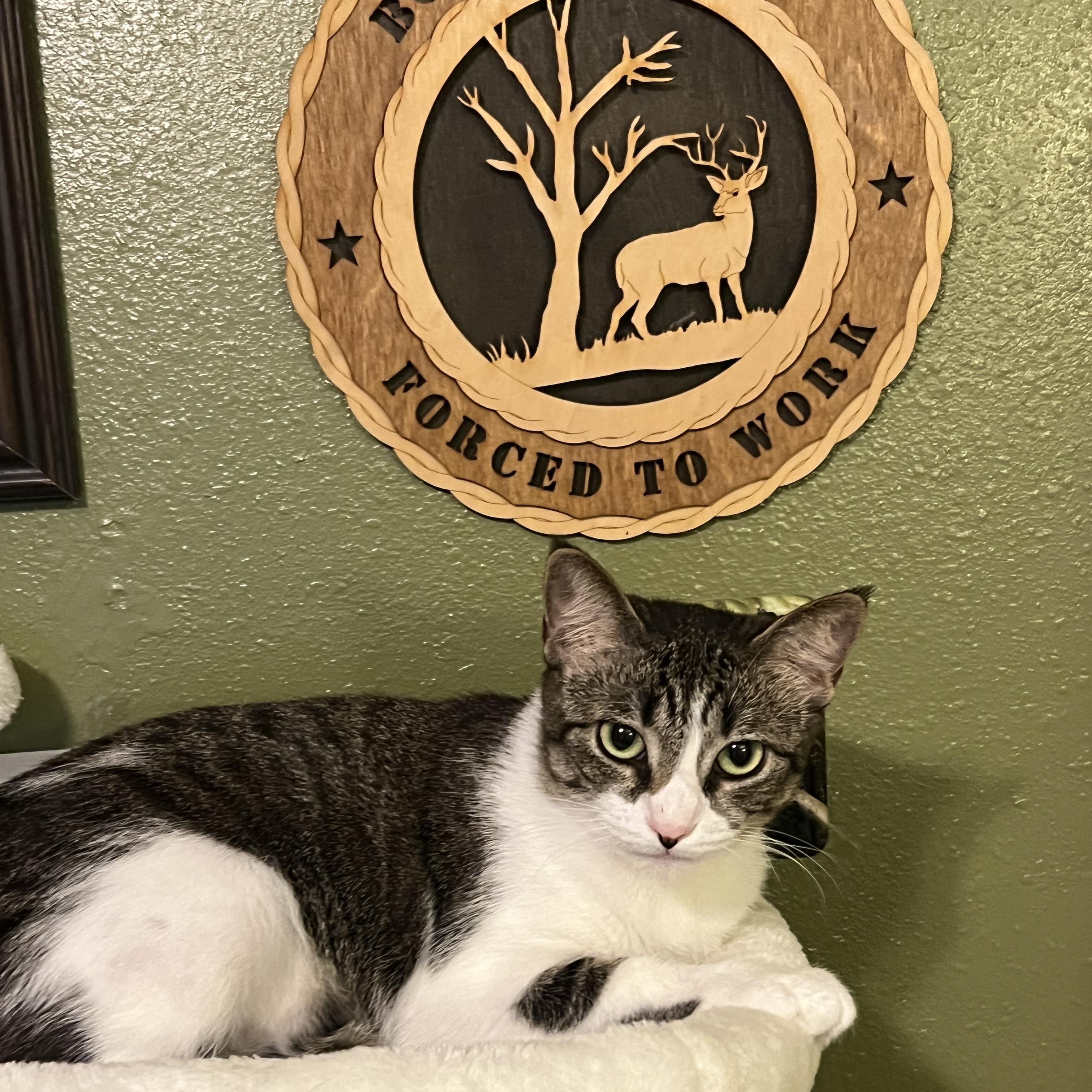 Enlarge Salem, a Adoptable Domestic Short Hair in Champaign, IL image 4/6